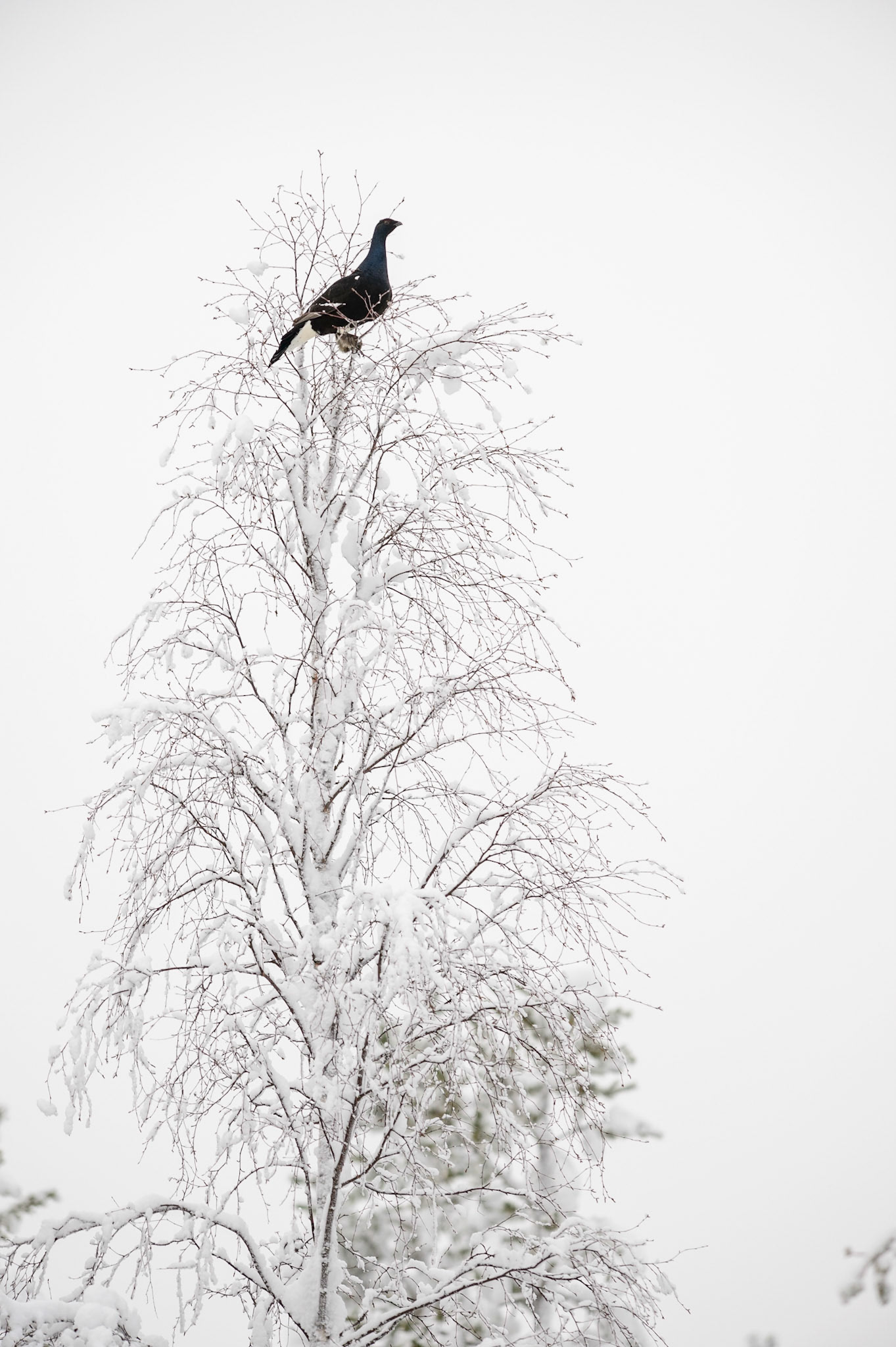 Korhoen, ©Fred van Wijk 2019