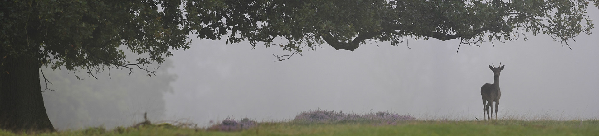 Panorama van een damhert onder een grote boom
