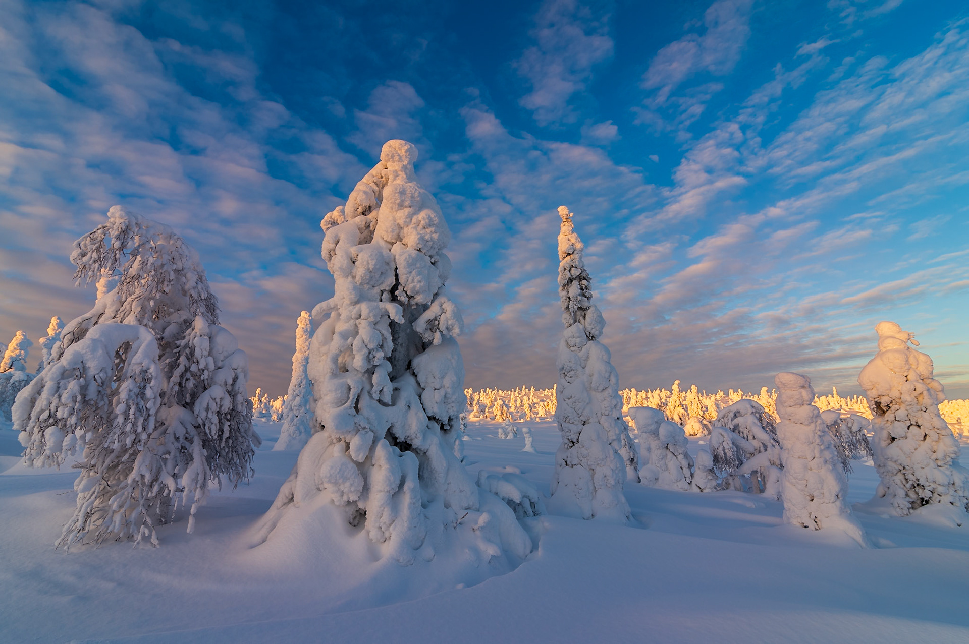 Sneeuw en rijp op bomen op hoogvlakte in Finland, ©Fred van Wijk 2019