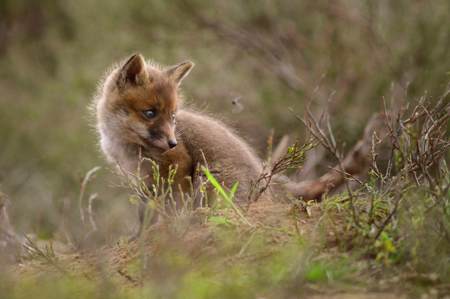 Jonge vos kijkt naar een vliegend insect; Young red fox looking at a flying insect