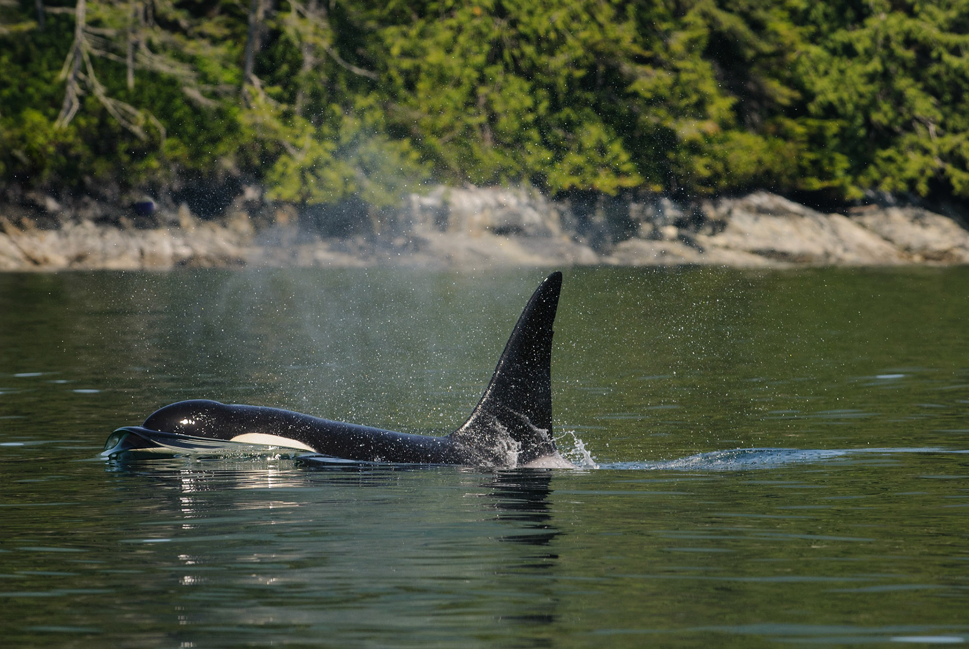Mannelijke orka die rustig de zodiac passeert