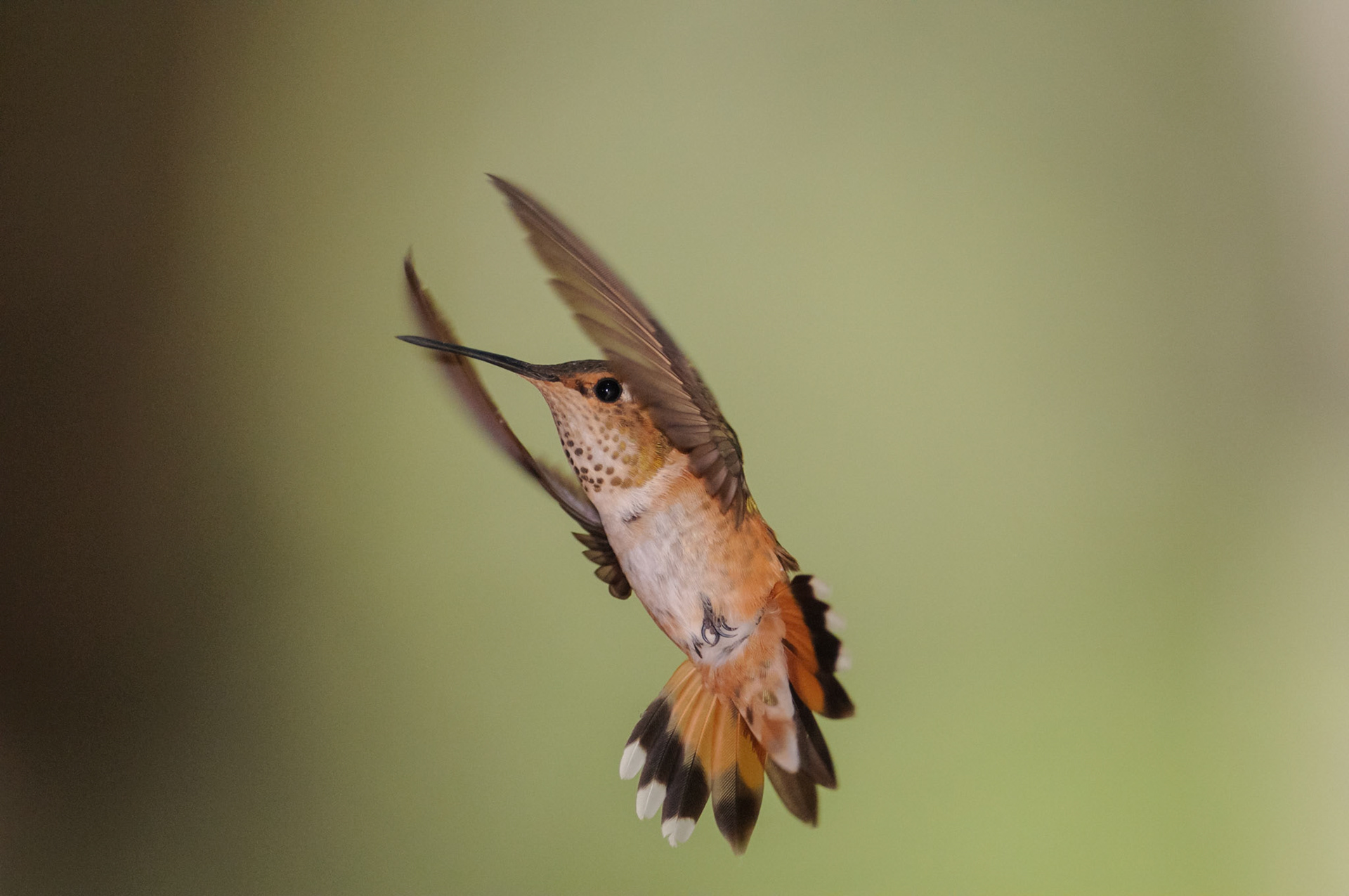 De kolibrie kan in de lucht stil hangen en zelfs achteruit vliegen. Bij de receptie van de camping hingen rode bakjes met suikerwater, waar de kolibries constant in de buurt waren. Een snelle sluitertijd en invulflits op het moment dat de kolibrie niet bij een waterbak vloog, en een uur volhouden, leverden één geslaagd beeld op.