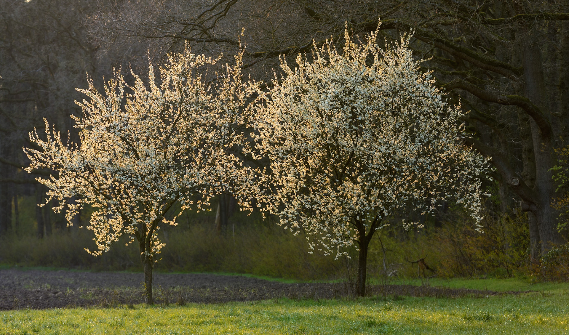 Bloeiende krentenboompjes in laat tegenlicht licht; Flowering Juneberry trees in evening backlight