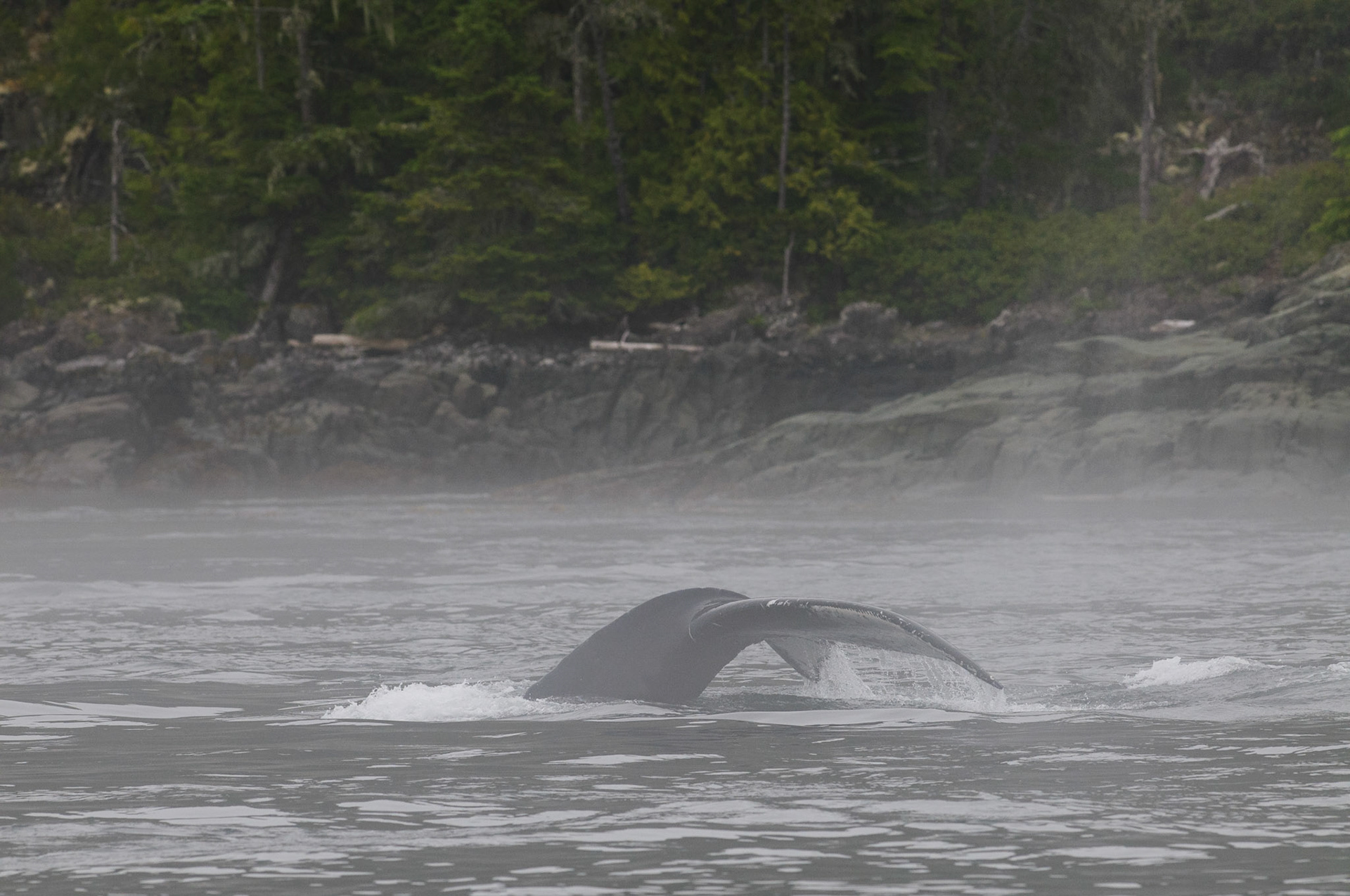 Bultrugwalvis, Johnstone Strait bij Telegraph Cove.