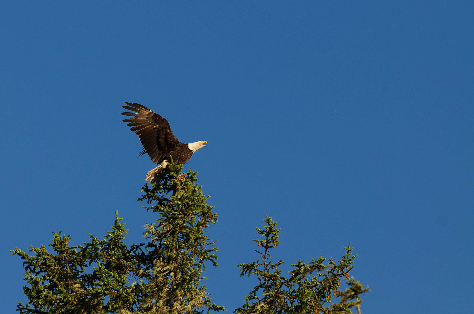 Roepende Amerikaanse Zeearend vanaf de boot gefotografeerd