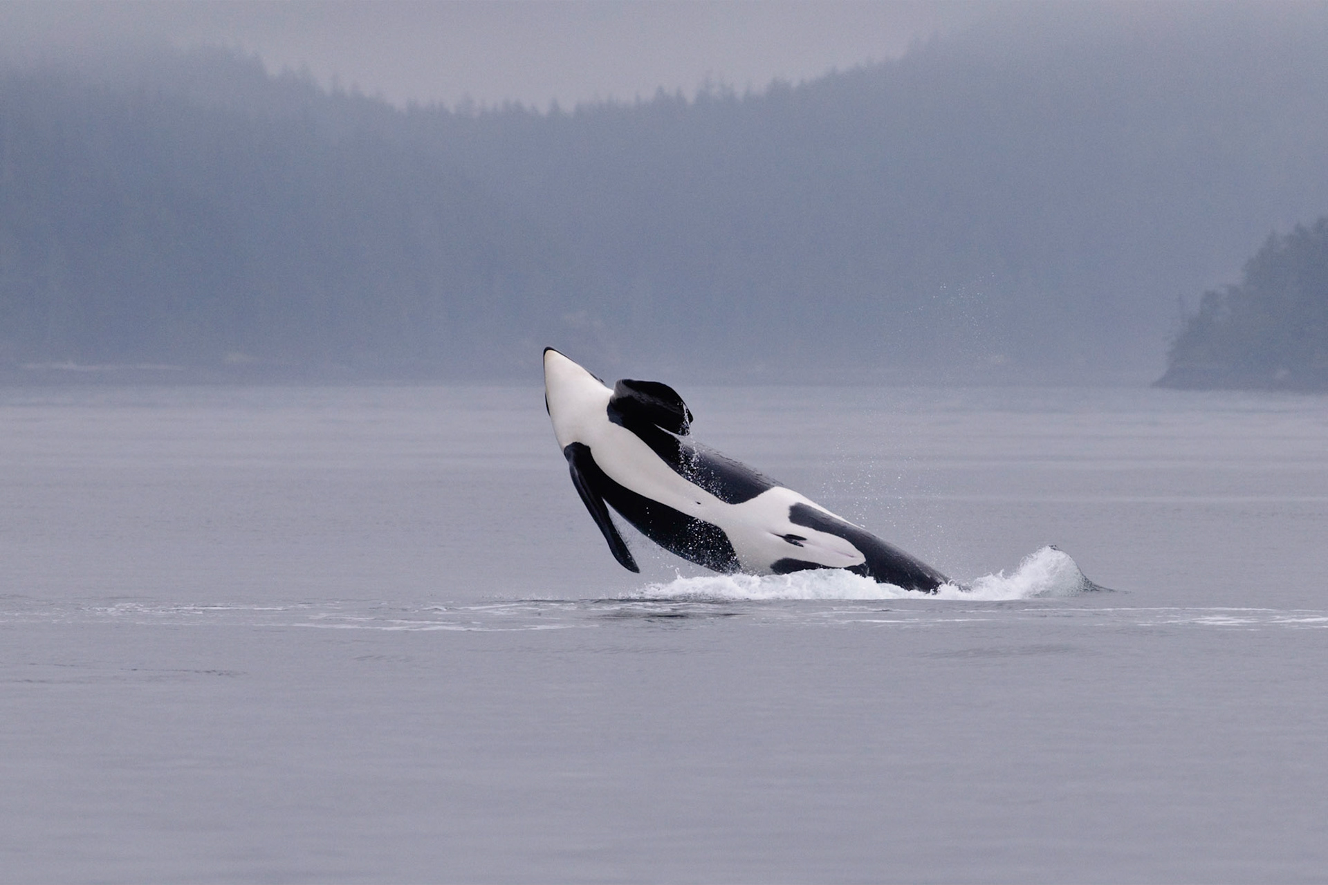 Toen 2 groepen orka's elkaar ontmoetten ging dit mannetje enthousiast twee sprongen maken. Ik had dit in het verleden al vaker gezien in Canada en in het Noorse Tysfjord, maar was altijd te laat om het te kunnen fotograferen.