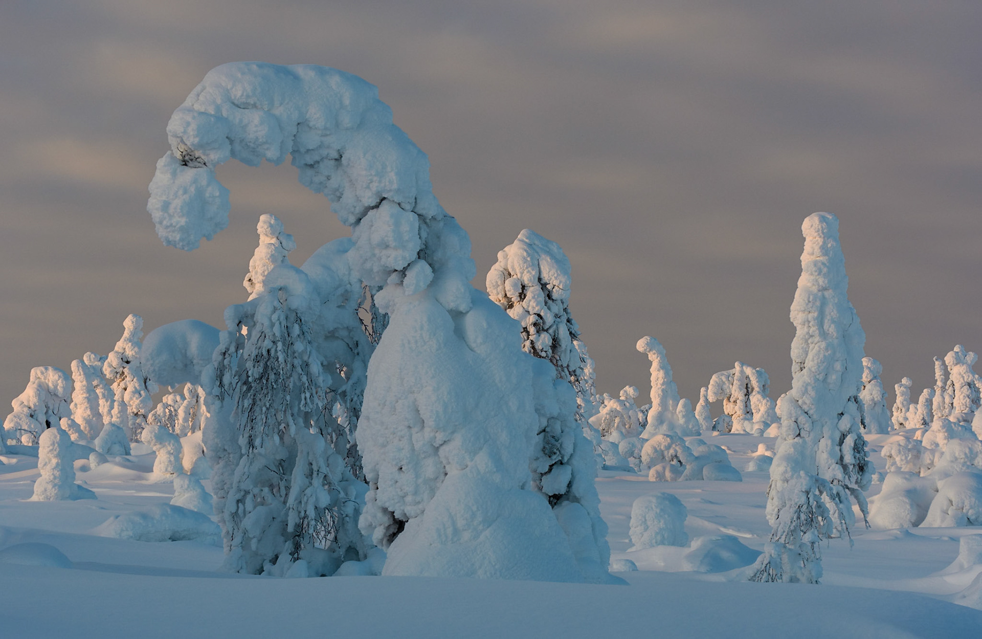 Sneeuw en rijp op bomen op hoogvlakte in Finland, ©Fred van Wijk 2019