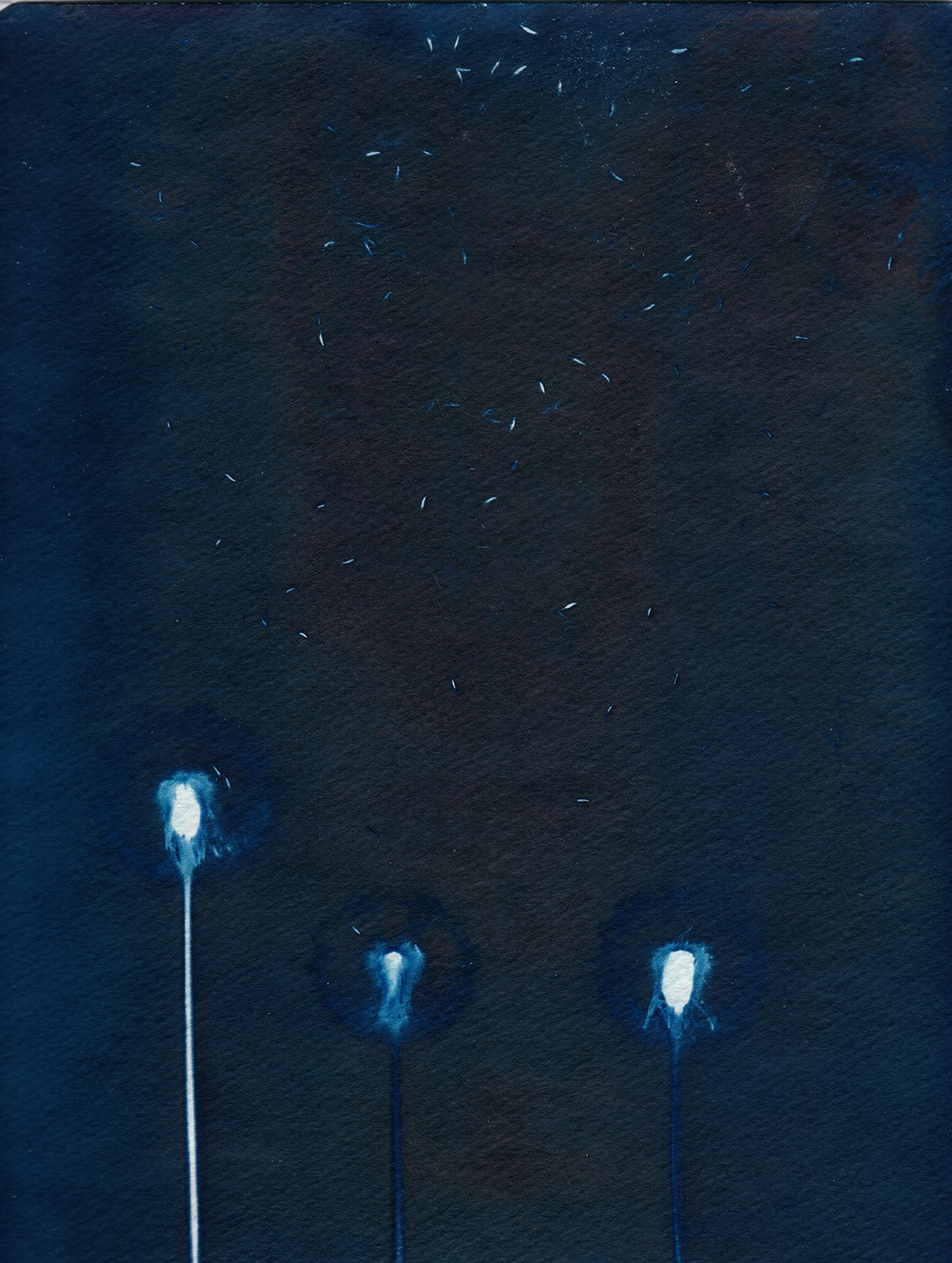 Nature Cyanotype