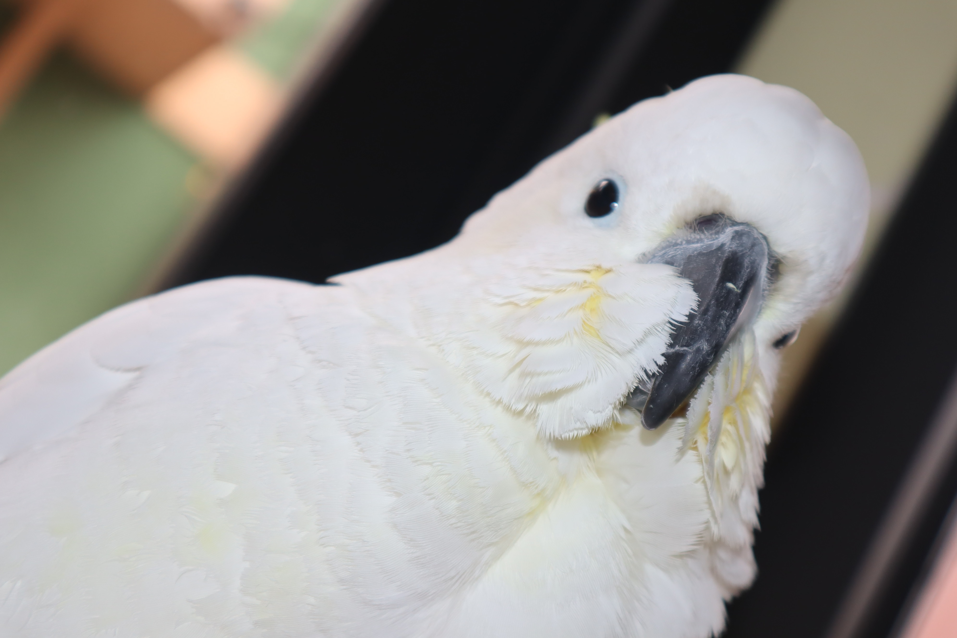 Sulfur Crested Cockatoo - Canon Camera, 4" x 6"