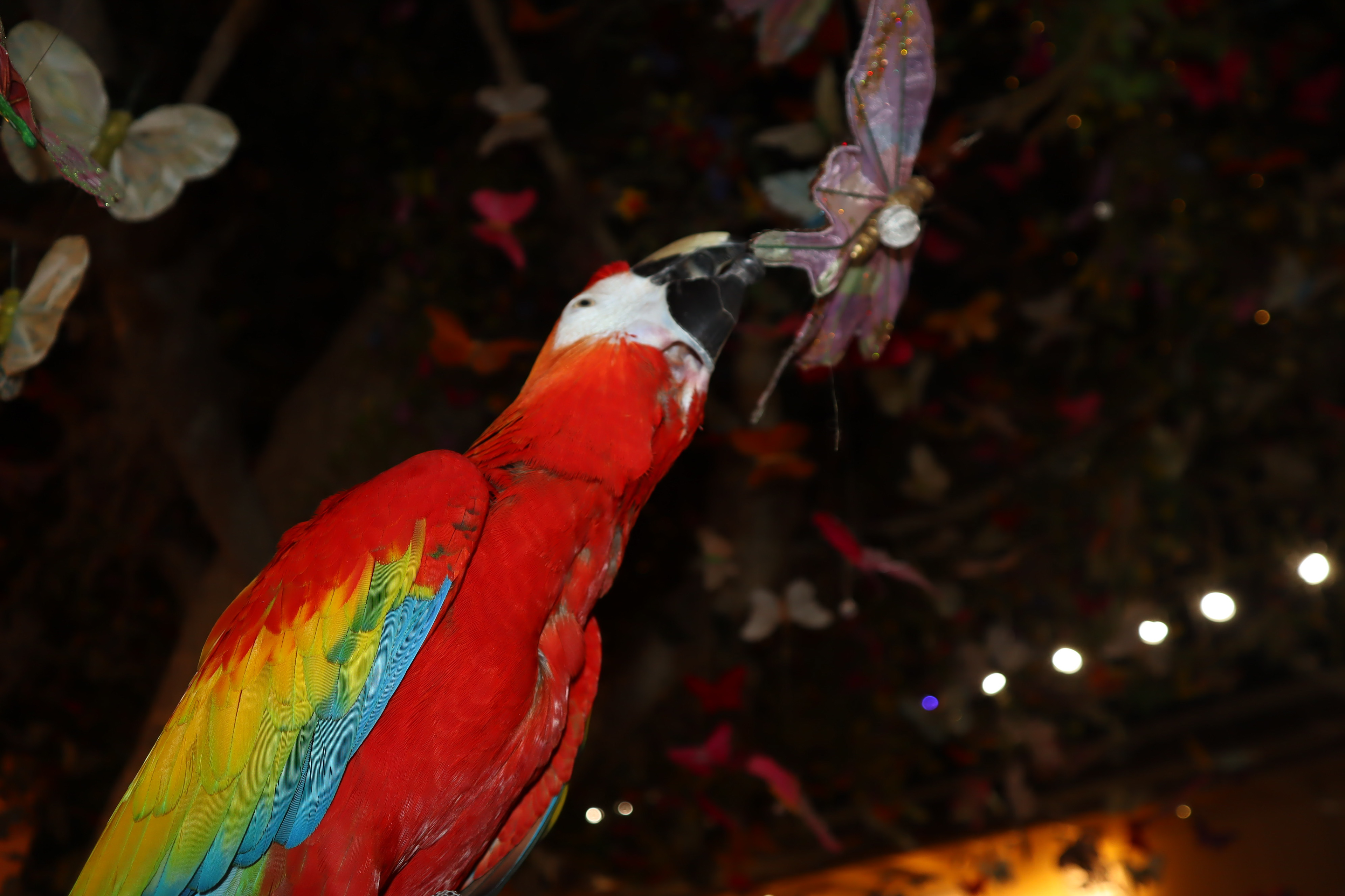Scarlet Macaw - Canon Camera, 4" x 6"