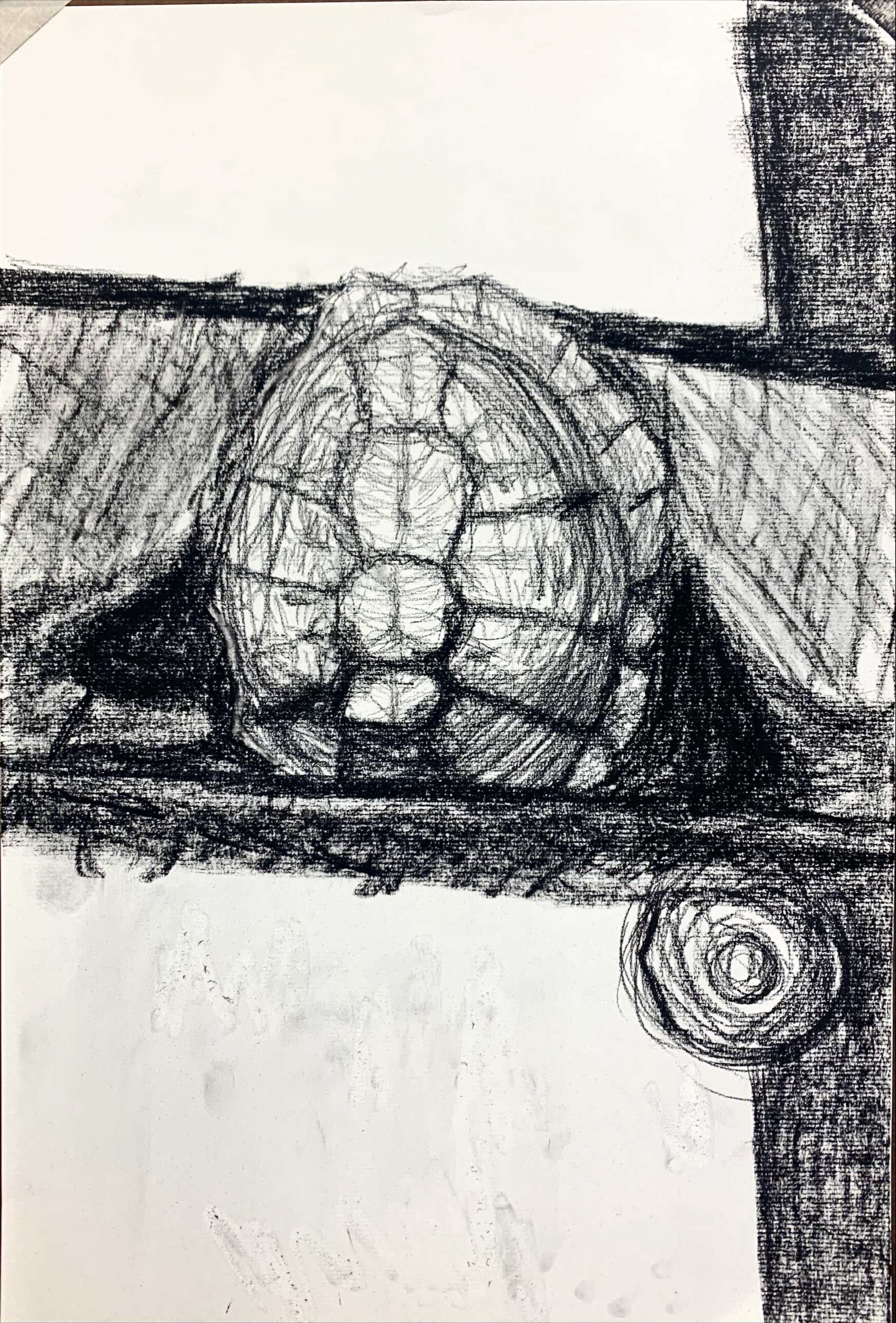 Turtle Stilllife - Charcoal on Paper, 12" x 18"