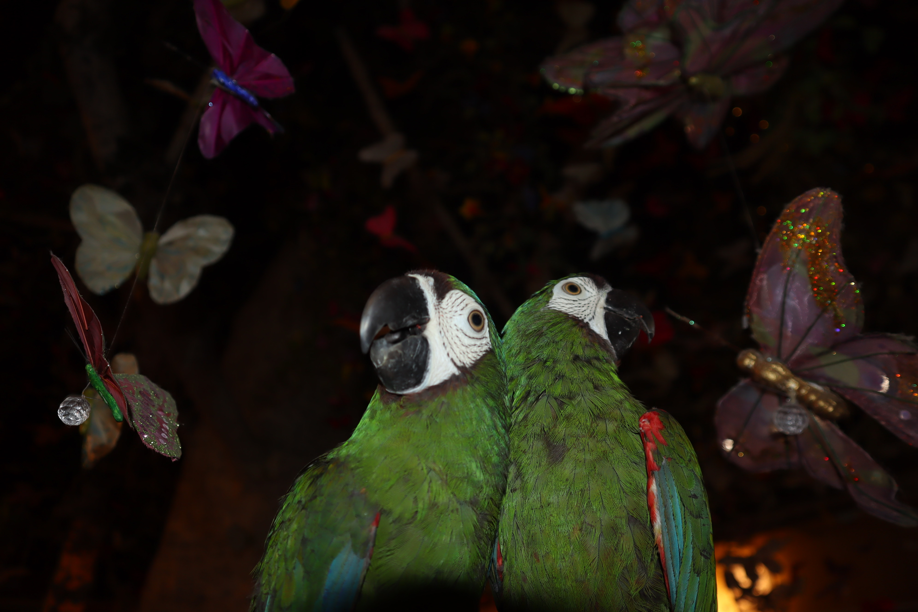 Severe Macaw Twins - Canon Camera, 4" x 6"