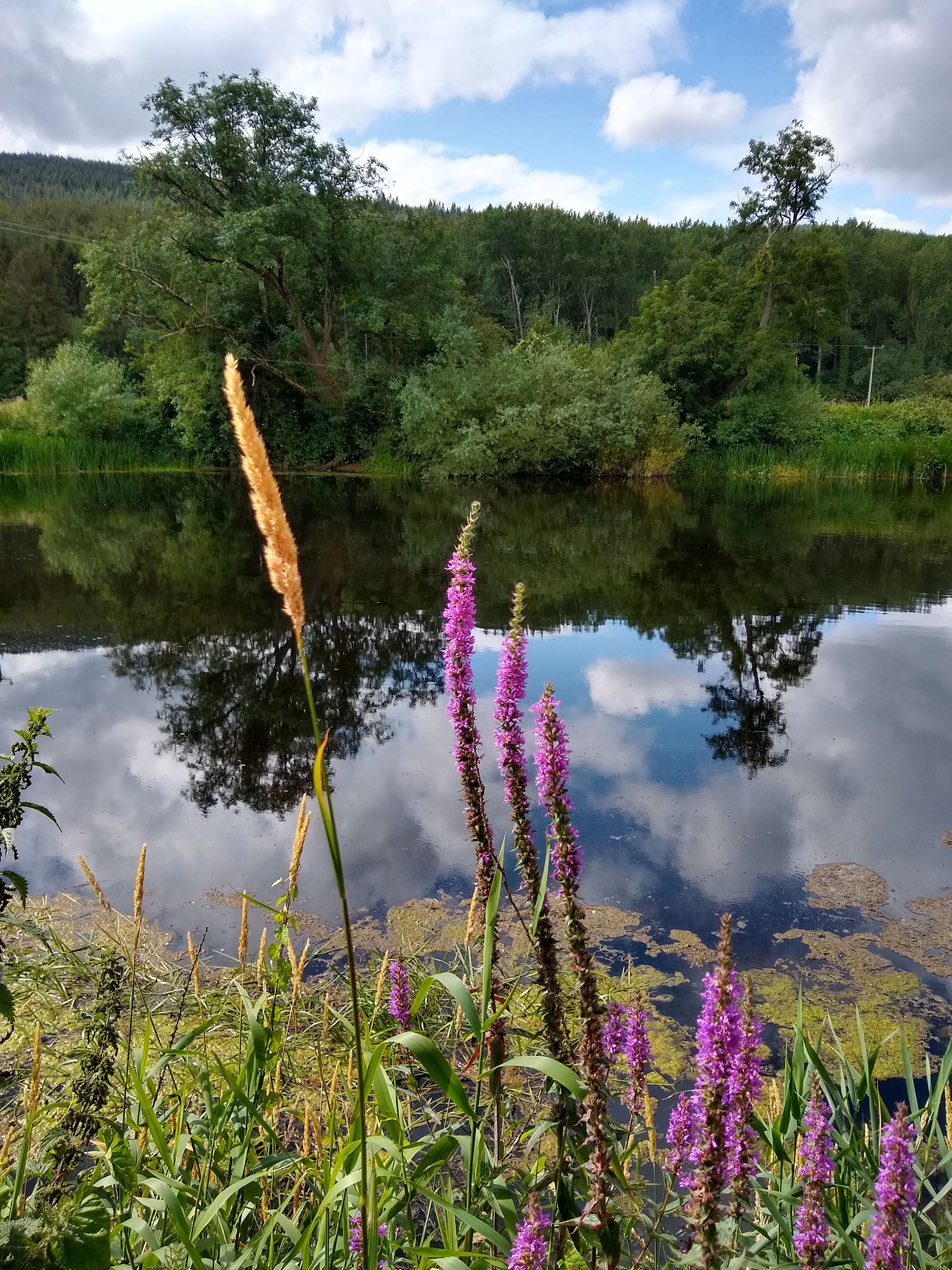Carrick river flowers