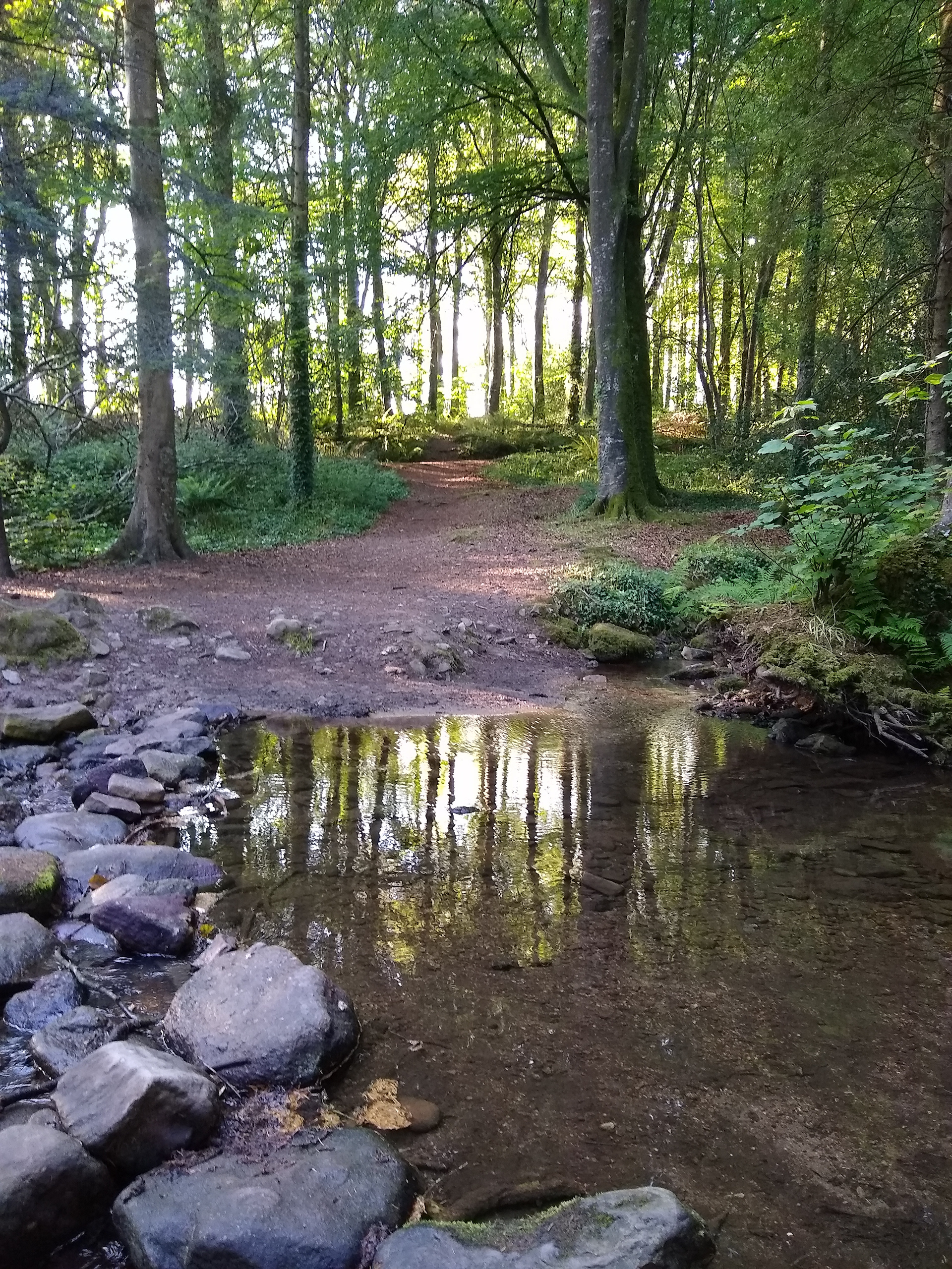 Mountain Grove near piltown