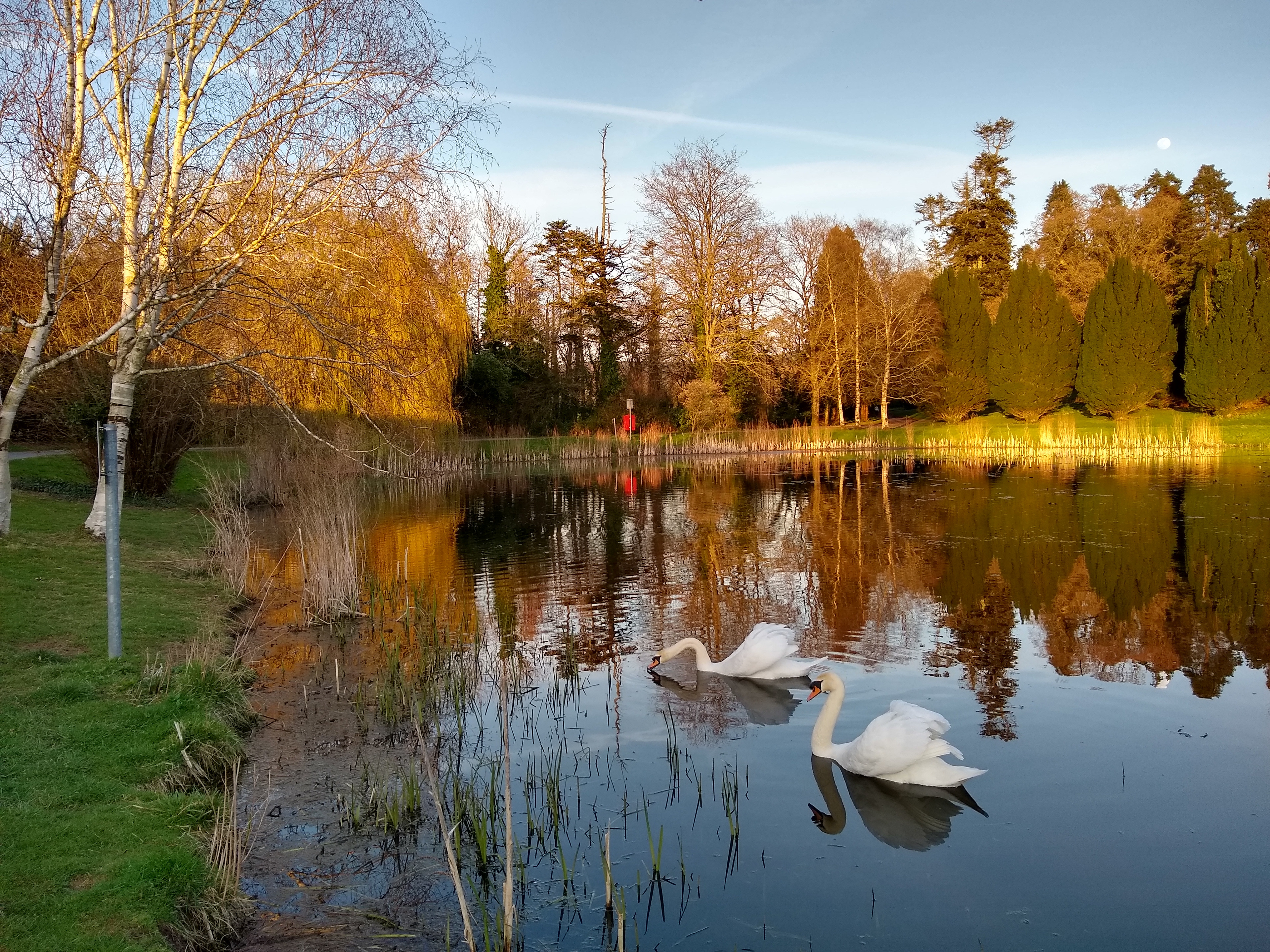 Two swans on the pond at Kildalton College