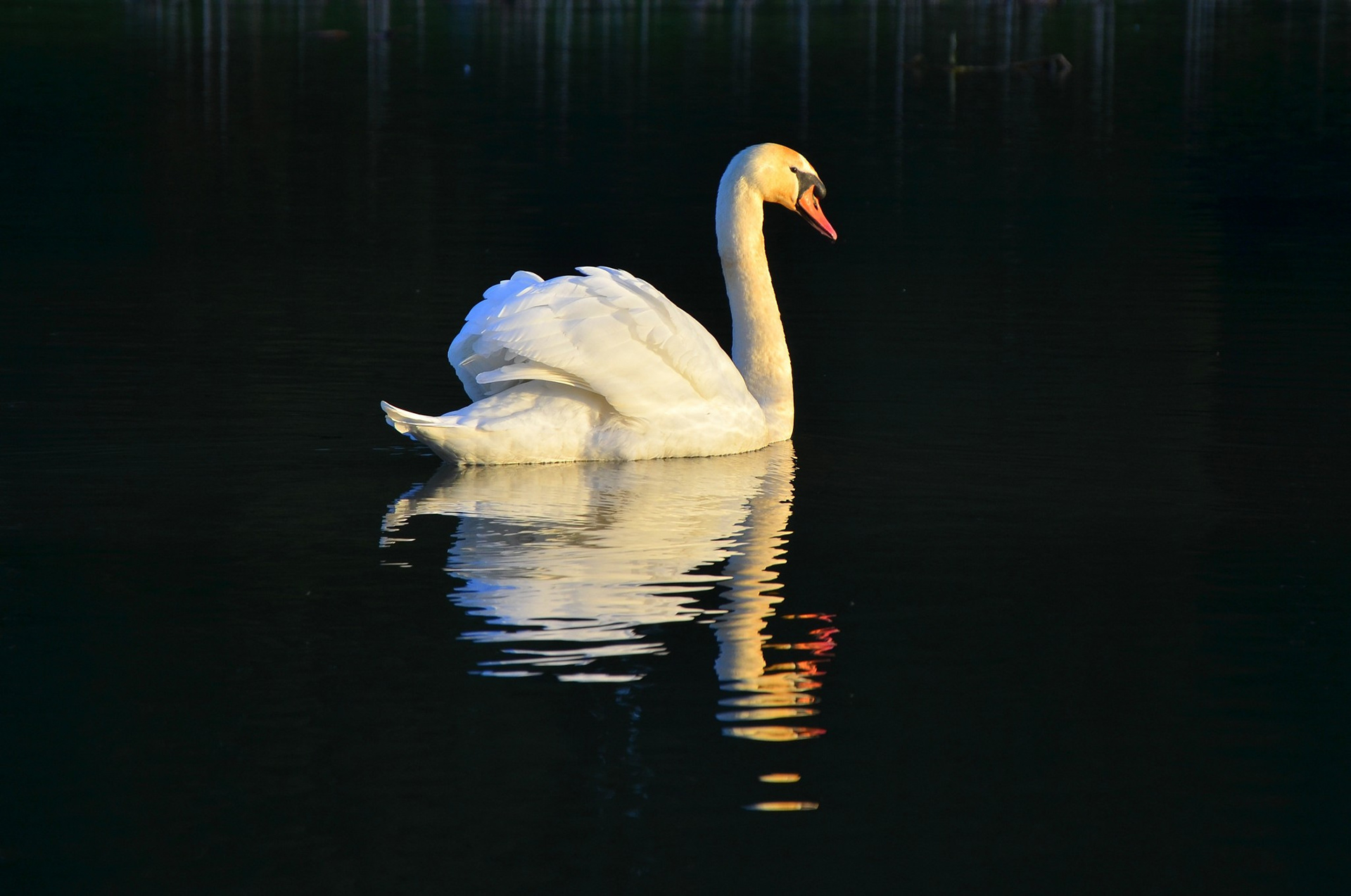 Kildalton college Swan