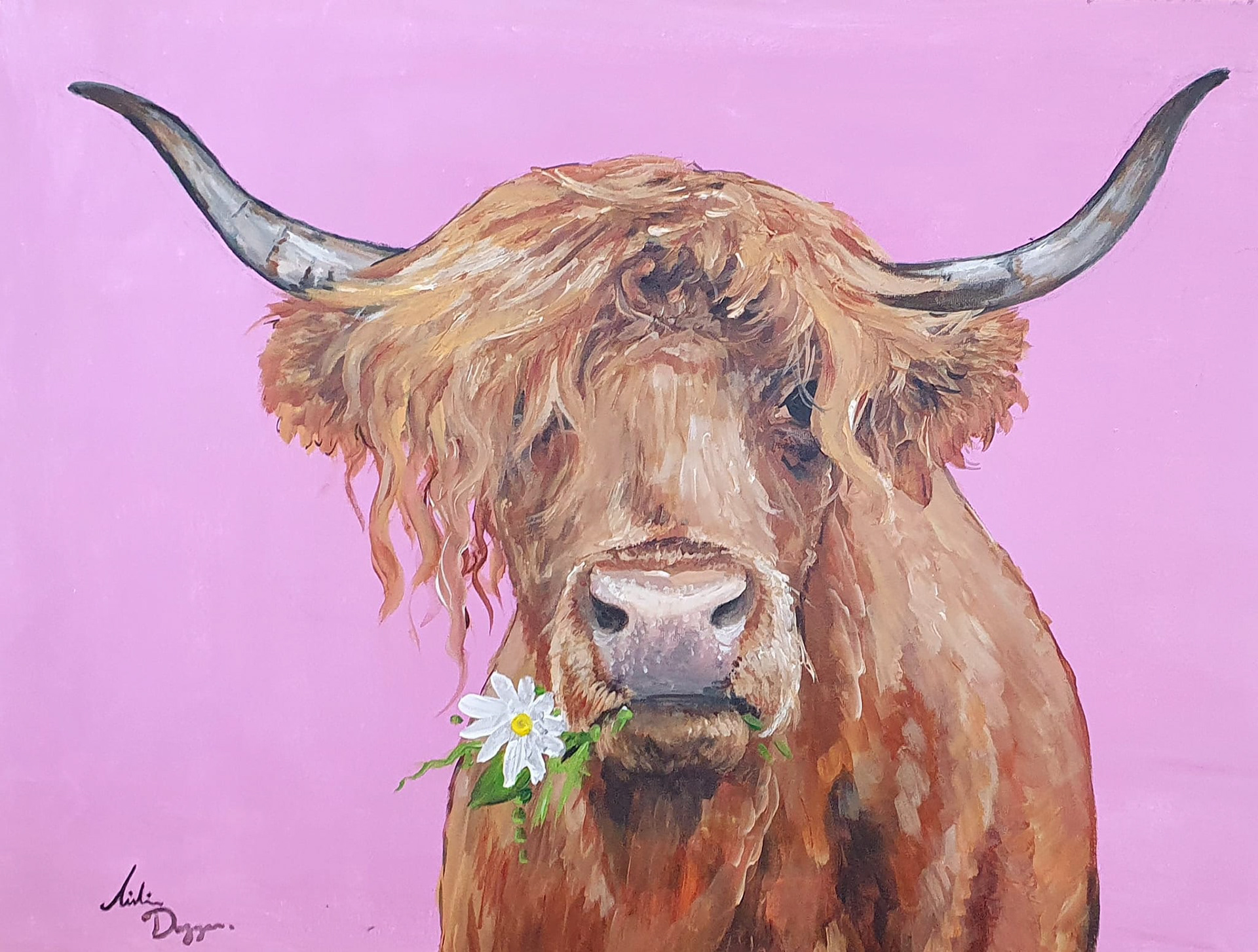 Highland Cow with daisy 20" x 30" €165 (unframed)