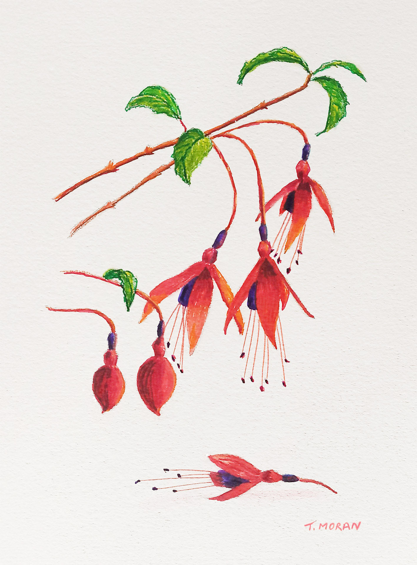 Fuchsia, mtd print 9" x 7" €18