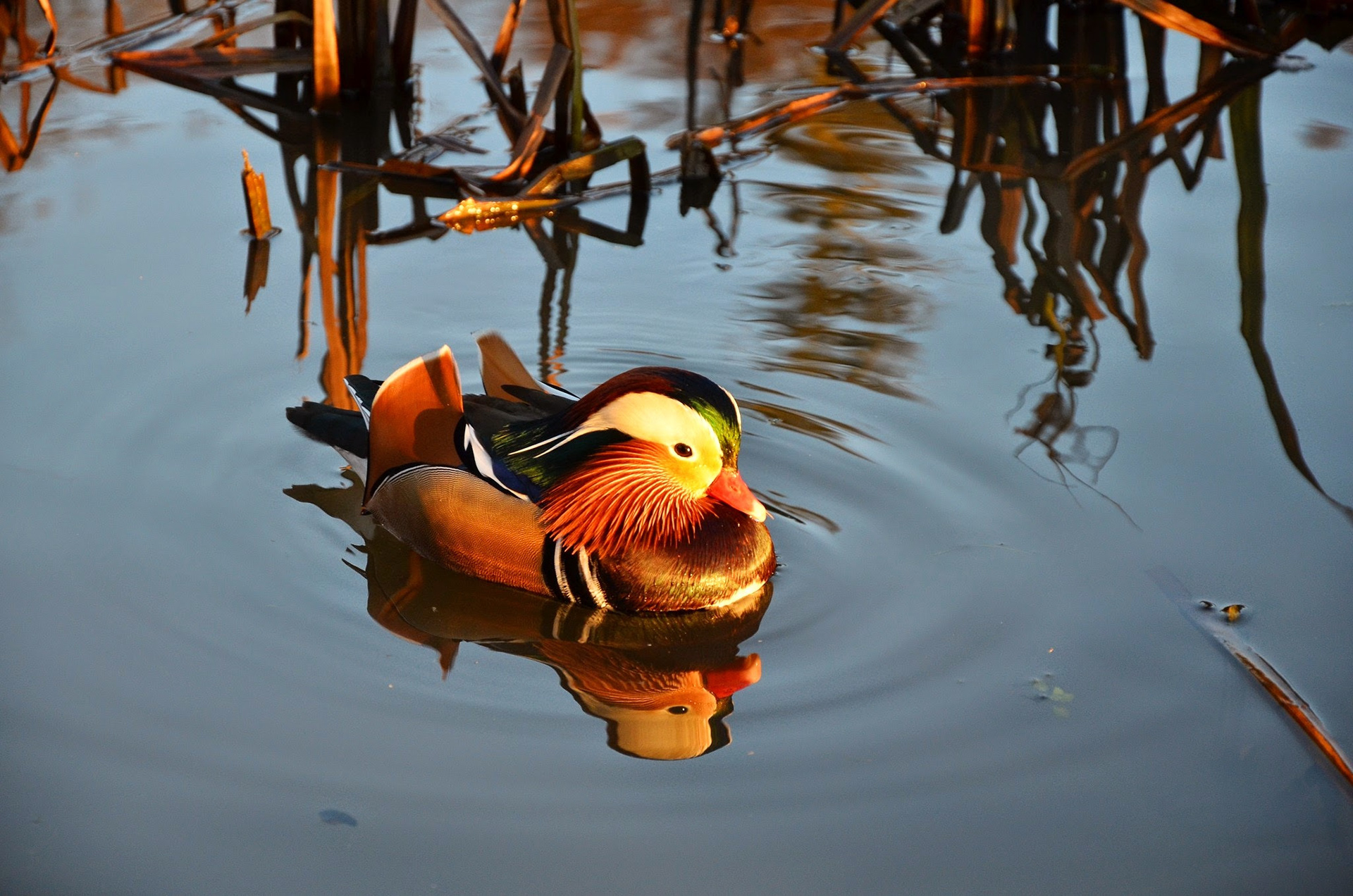 Kildalton College Mandarin duck