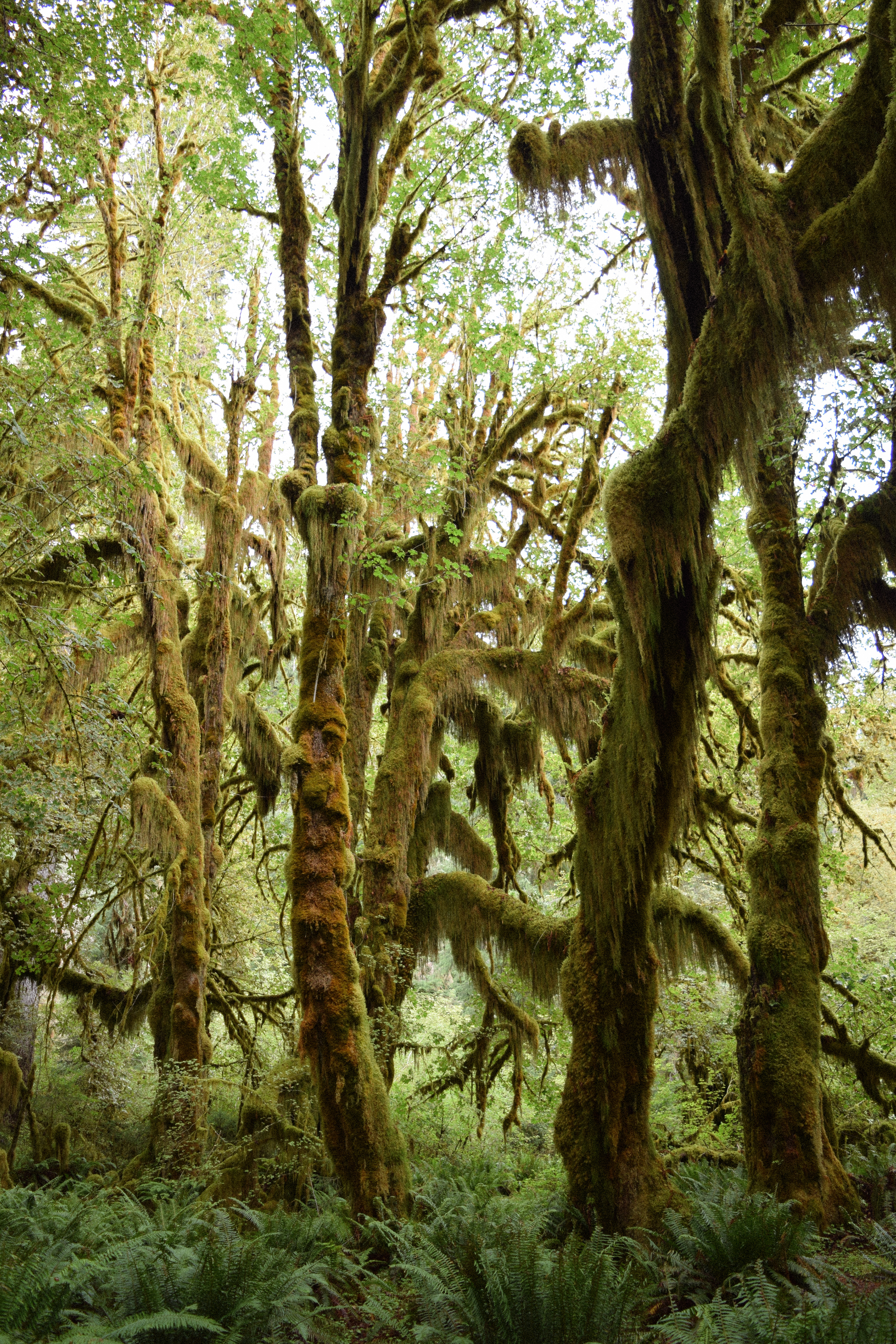 Hoh Rainforest, Olympic National Park