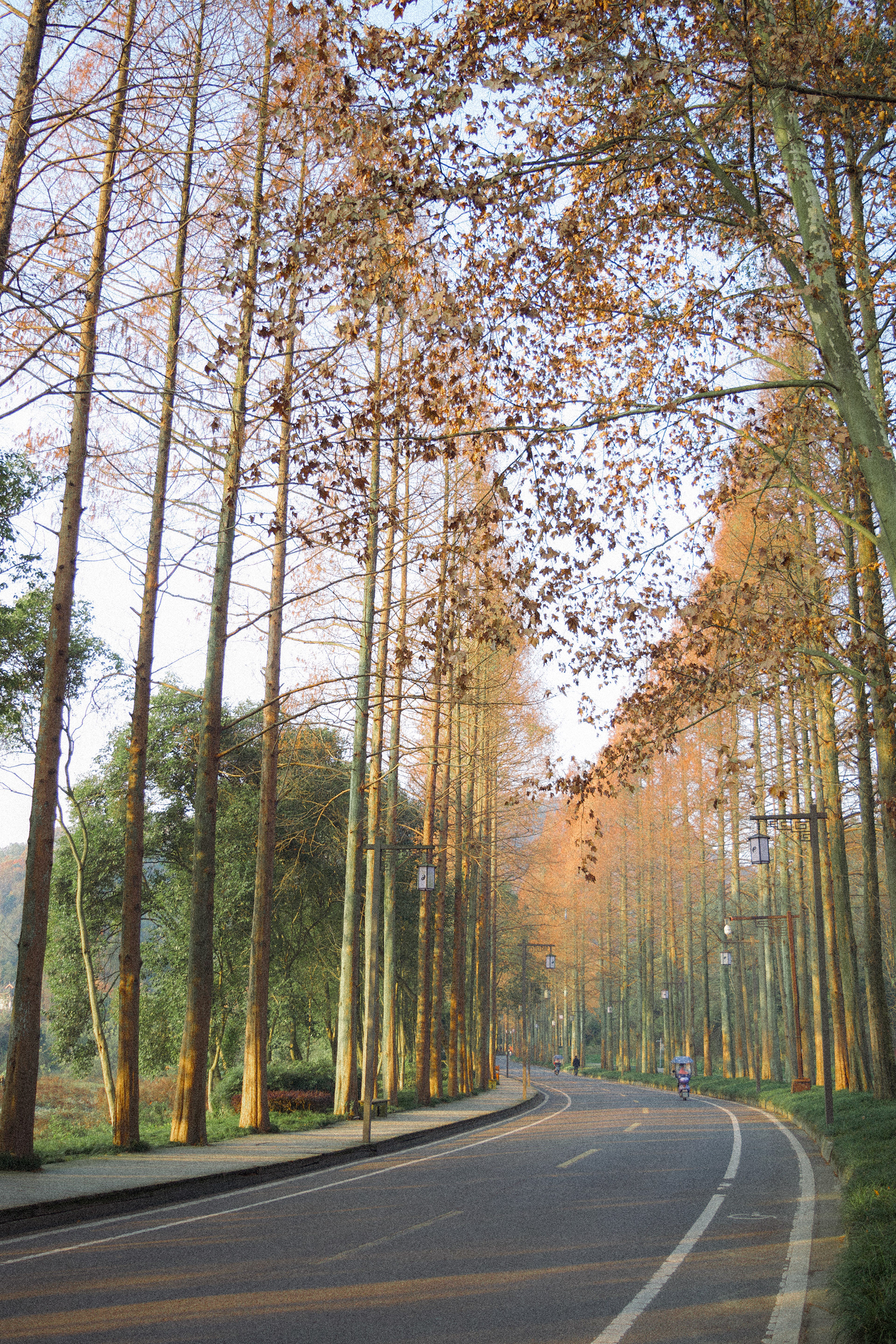 The Road to Mount Qingcheng