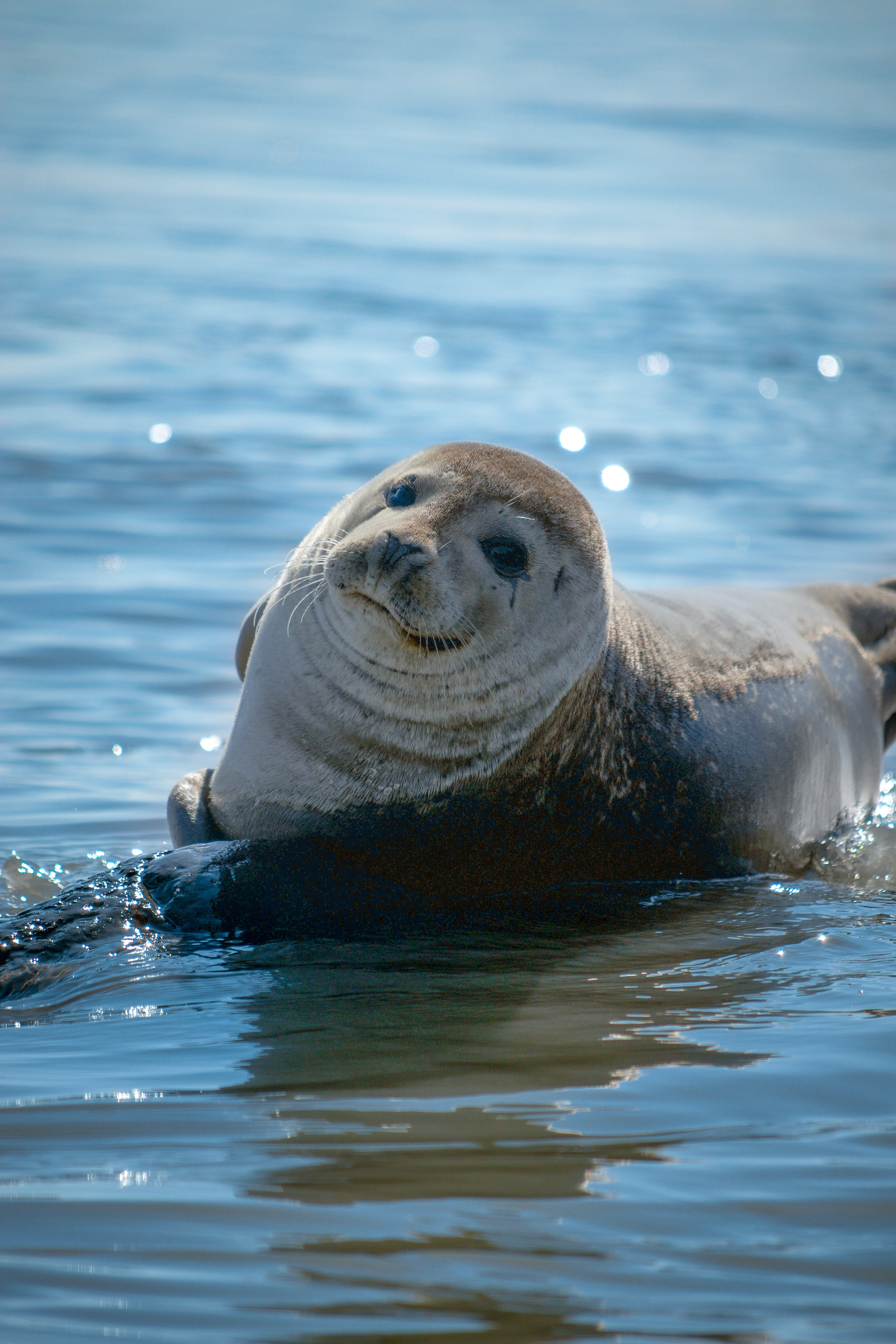 Jökulsárlón, Iceland