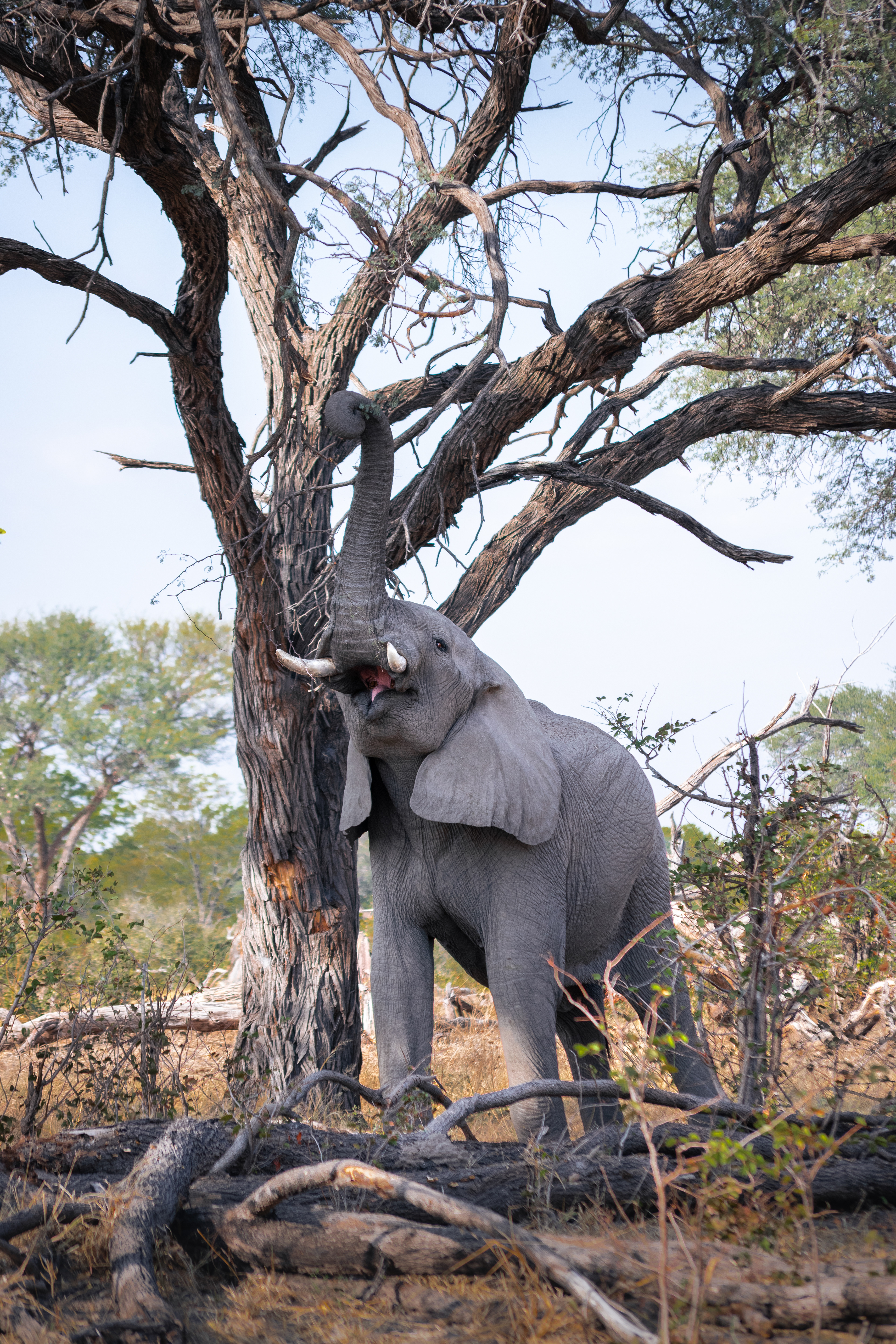 Okavango Delta, Botswana