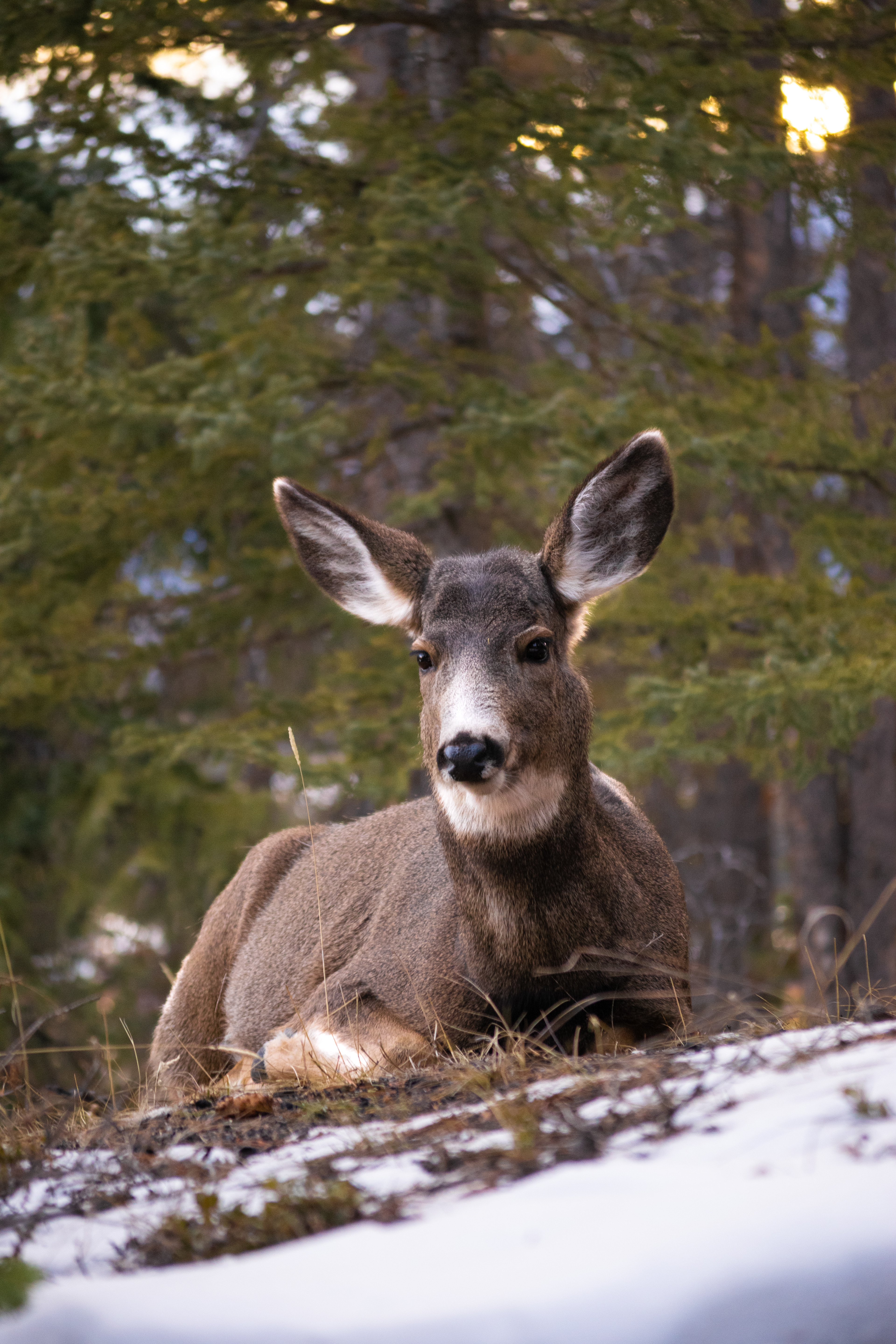 Tunnel Mountain Trail, Banff