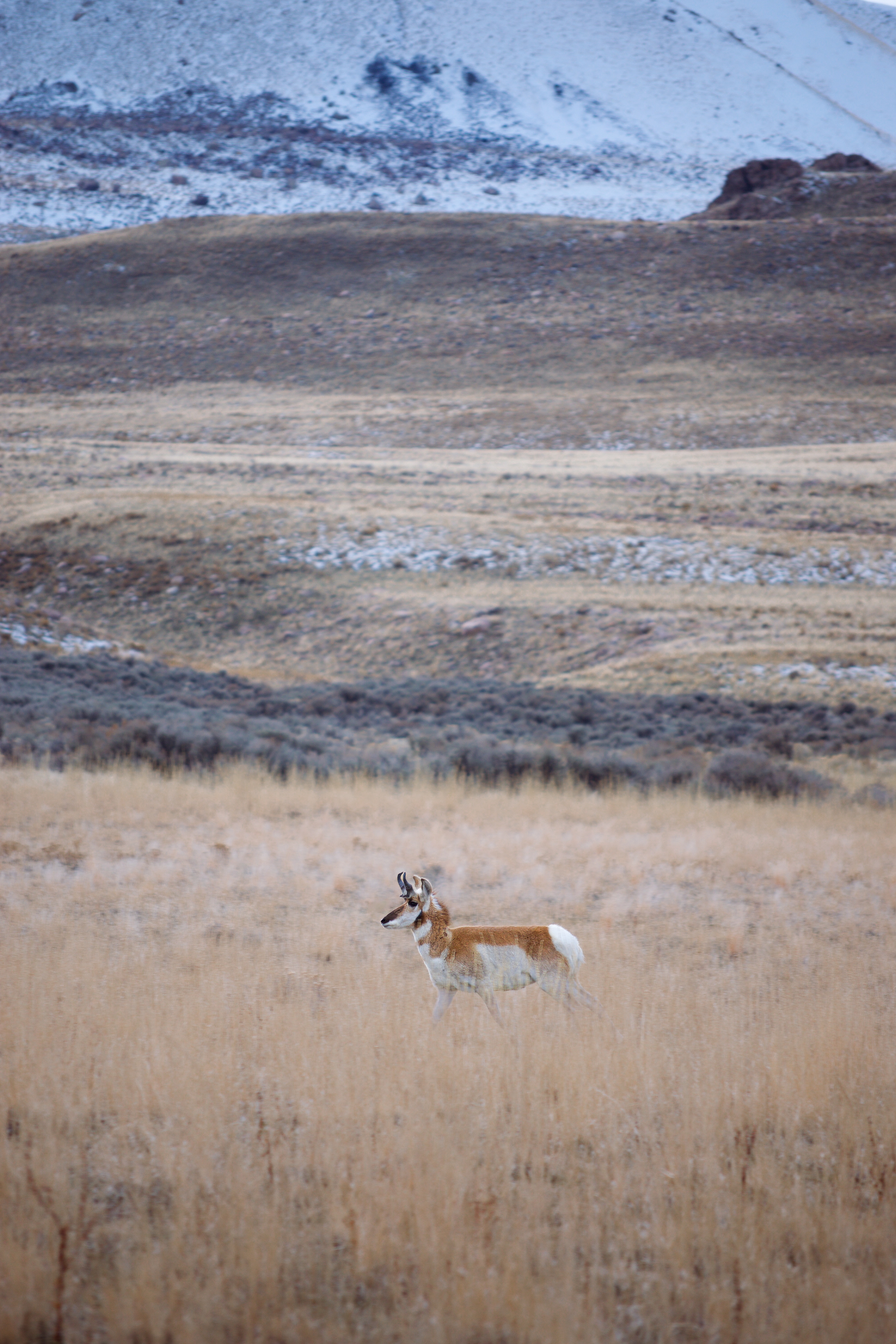 Antelope Island, Utah