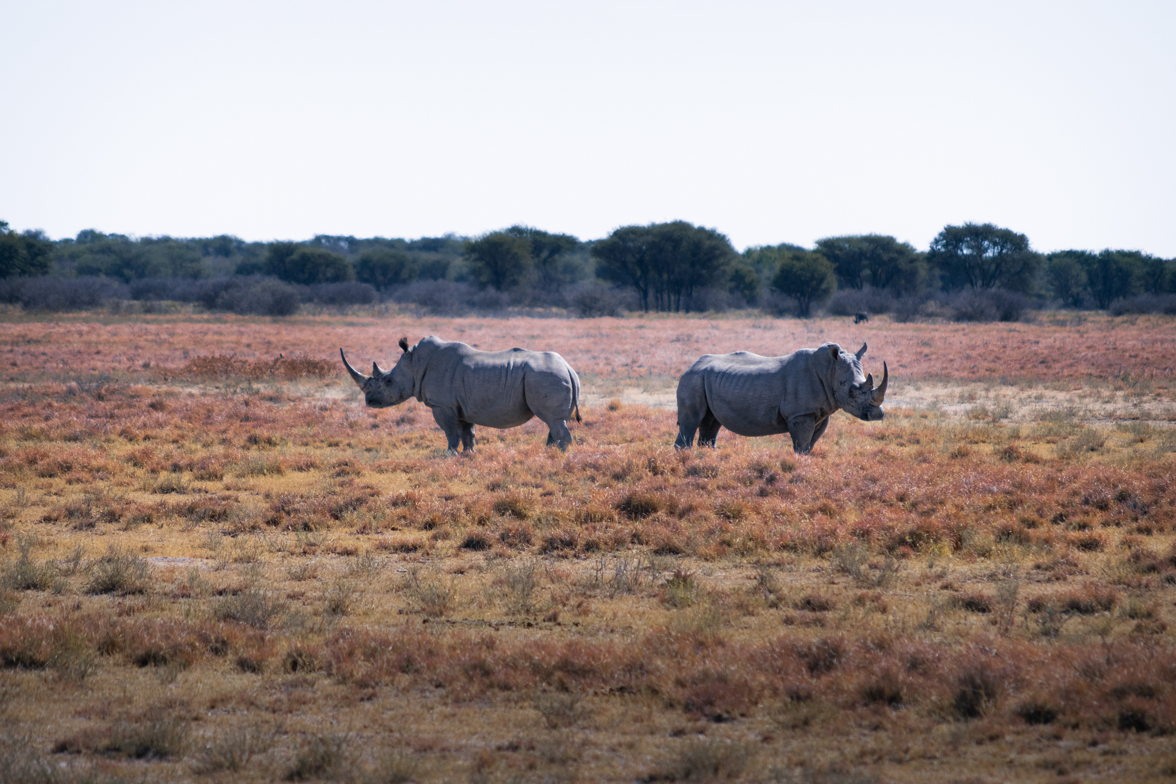 Khama Rhino, Botswana