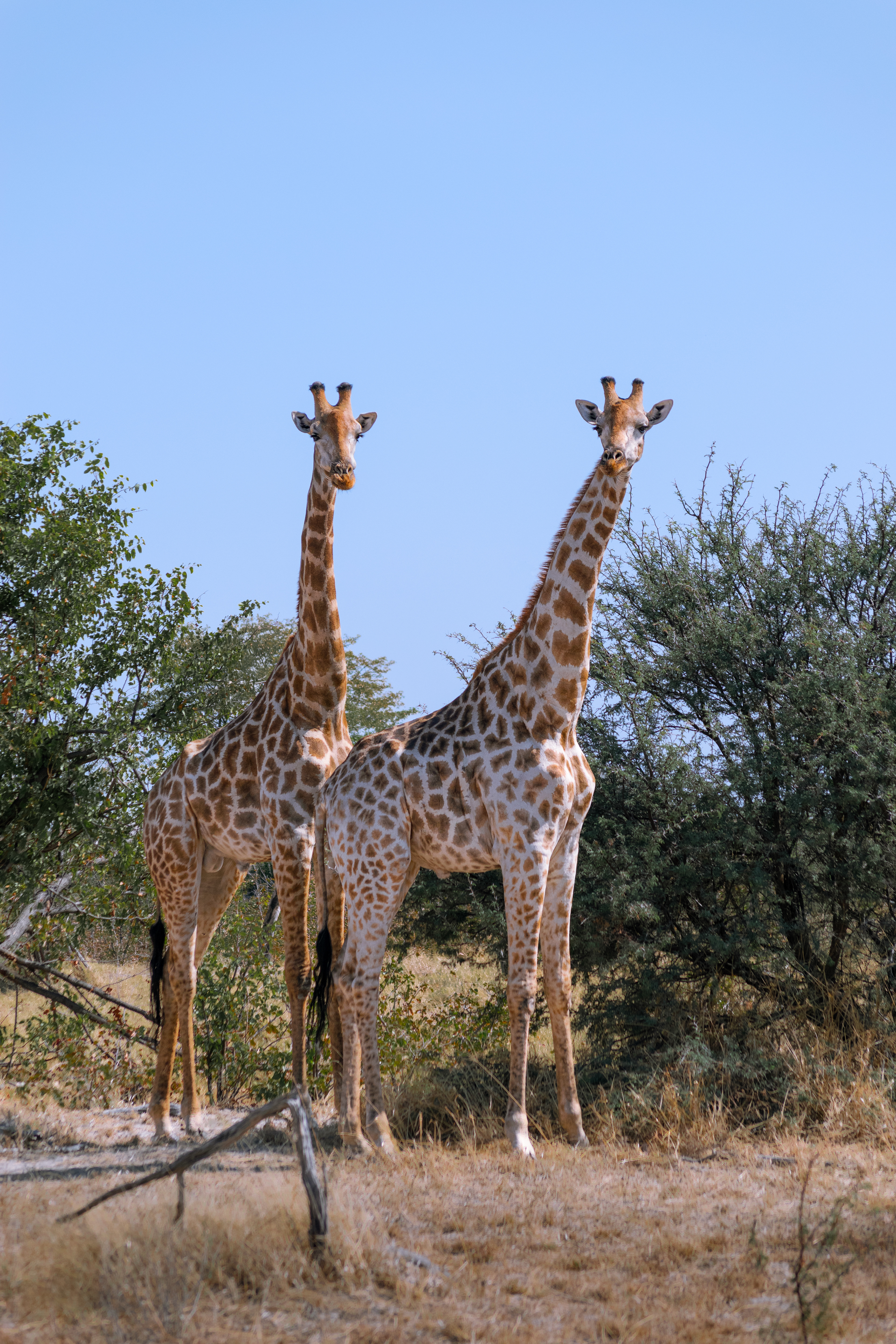 Okavango Delta, Botswana