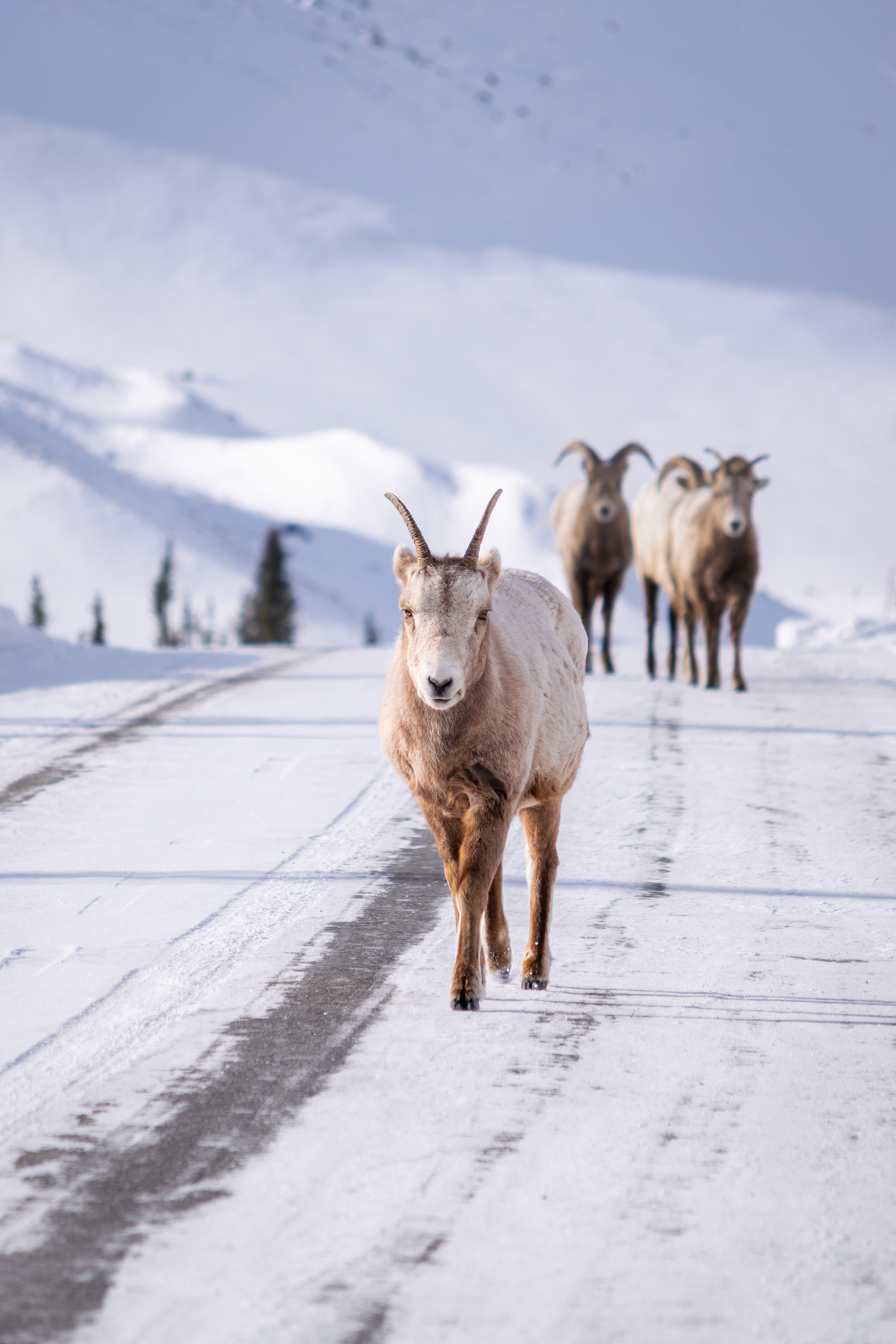Athabasca Glacier, Alberta