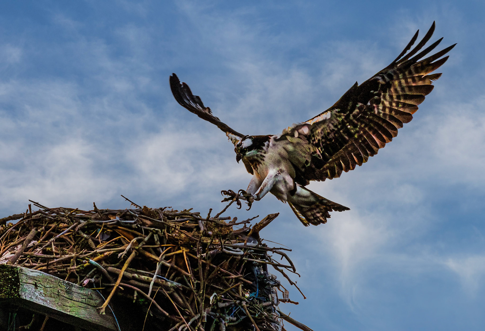 Cleared for Landing
