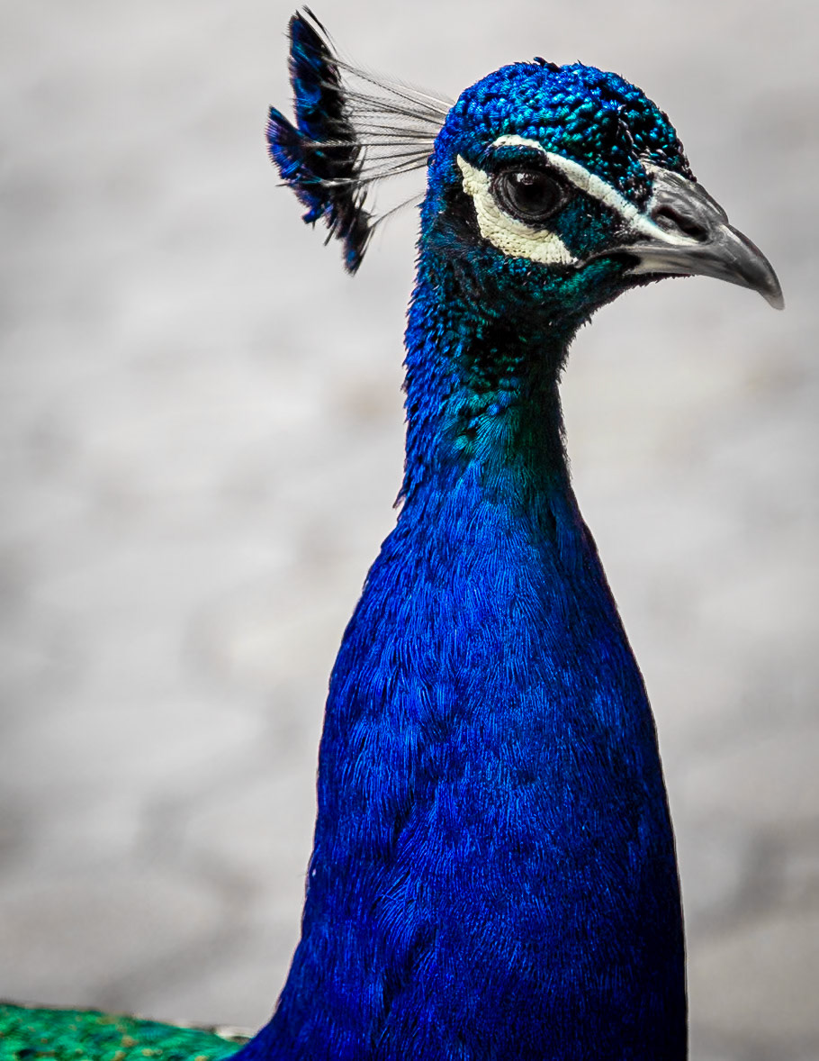 Regal