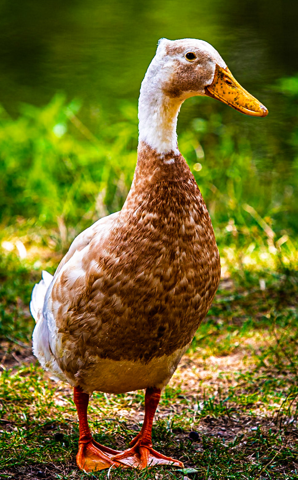 An odd Duck
