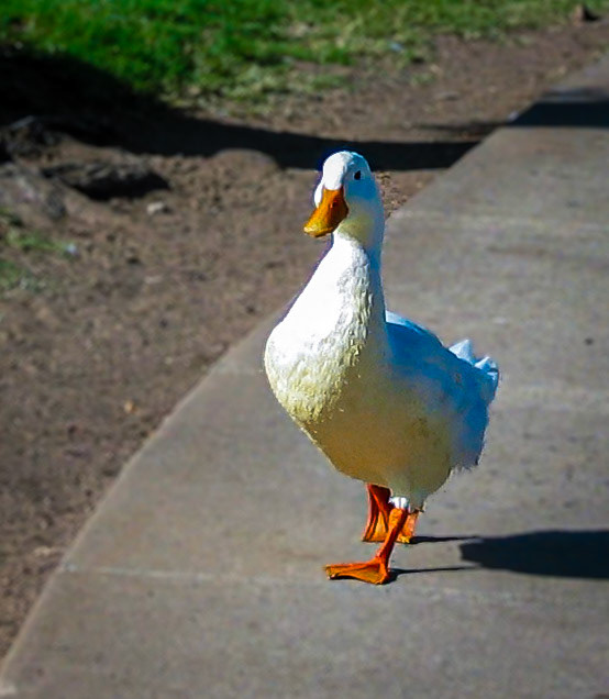 Just taking a Stroll