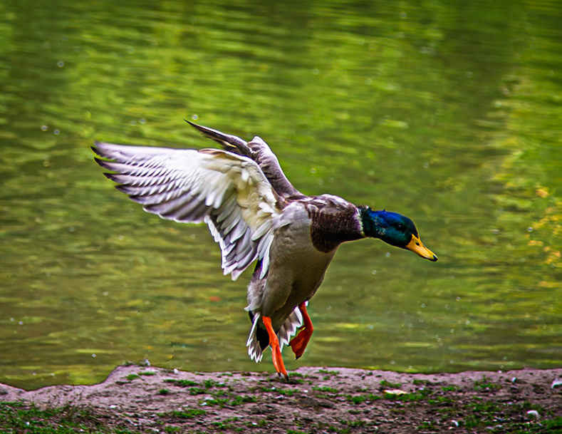 Gear Down...Flaps Down...Preparing to Land