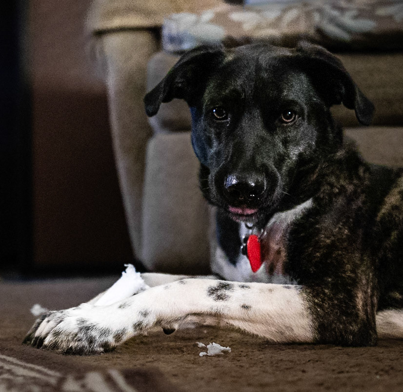 You Promised Treats!