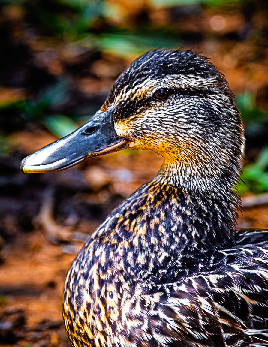 Proud Duck