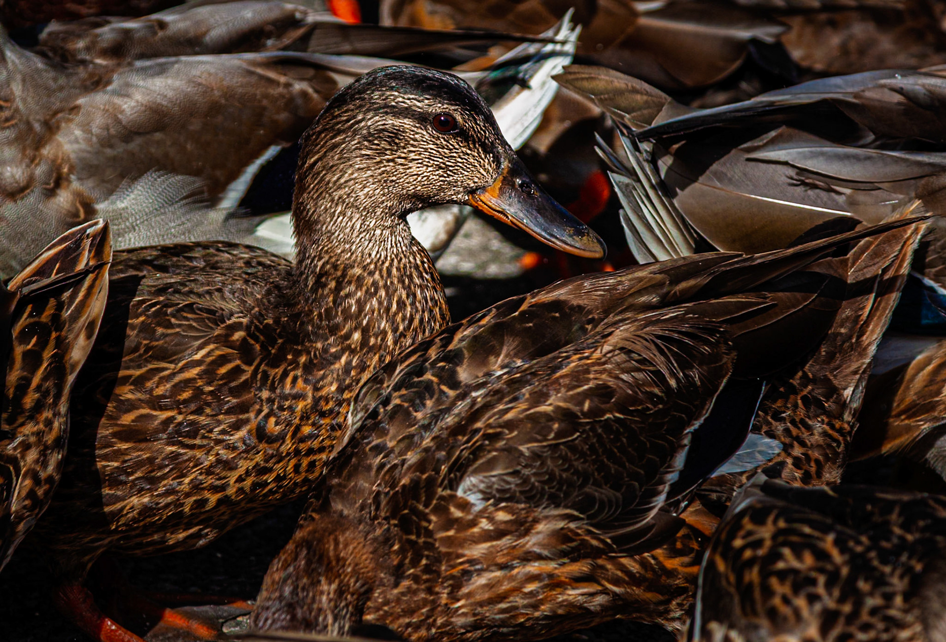 Its crowded in here!