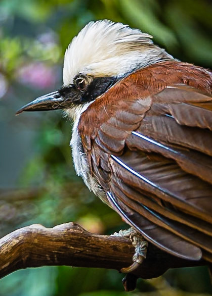 All Puffed Up