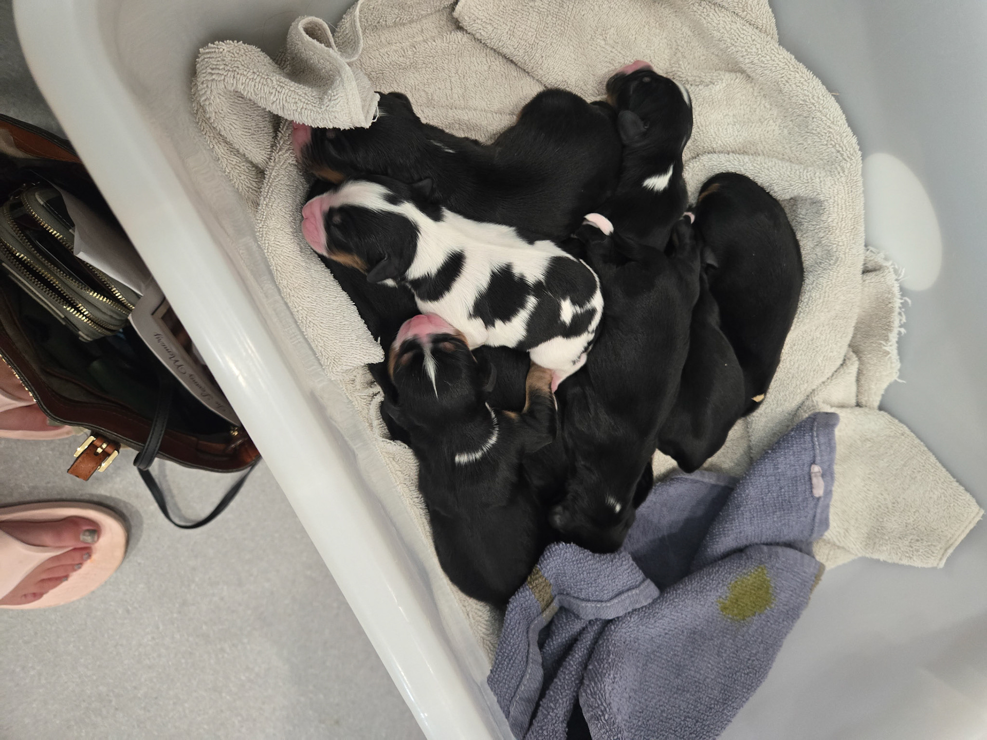 1st Vet Visit