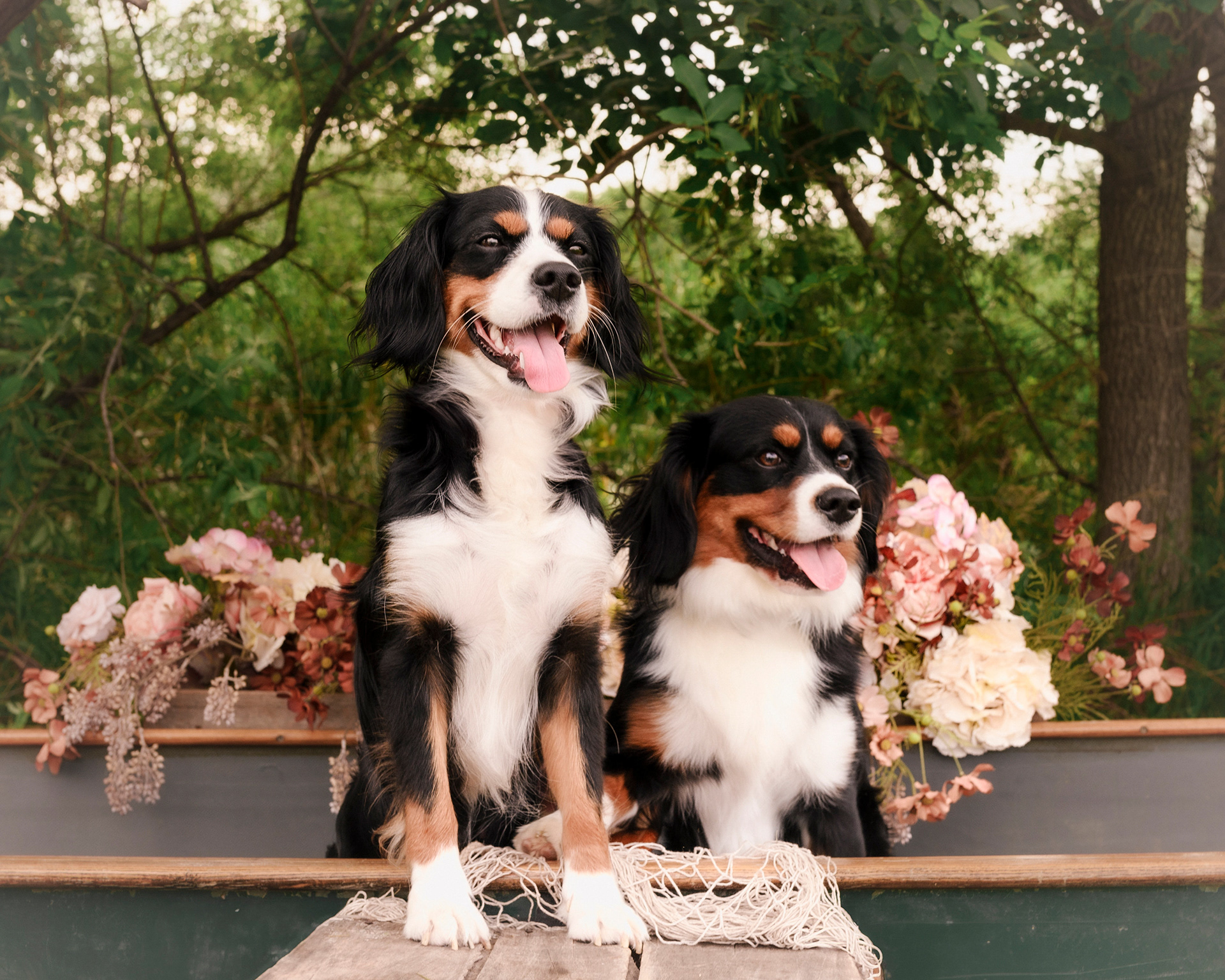 Bernie (Mom) Bandit (Dad)