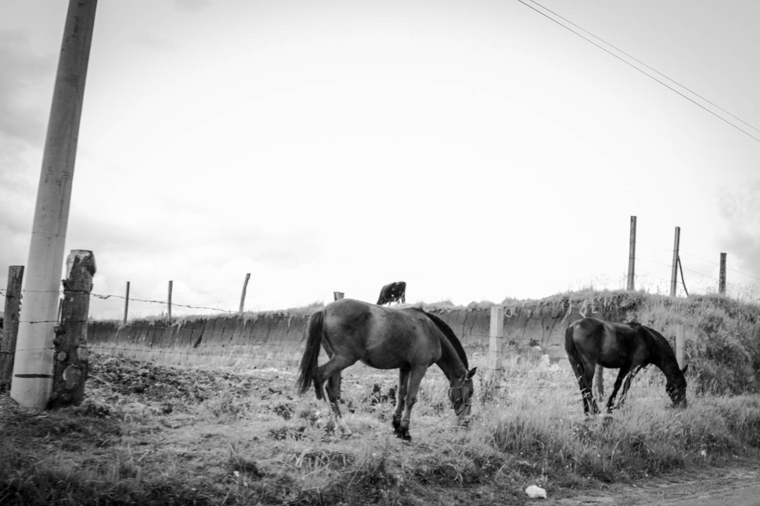 Fotografía en blanco y negro de caballos pastando en campo rural cercado con postes y alambre