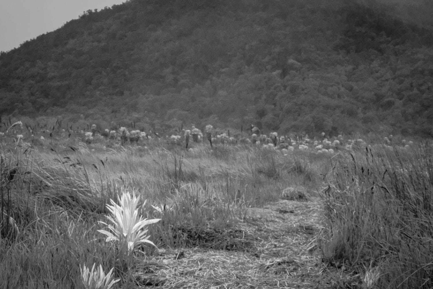 Fotografía en blanco y negro de sendero entre pastizales y flores silvestres en paisaje montañoso rural