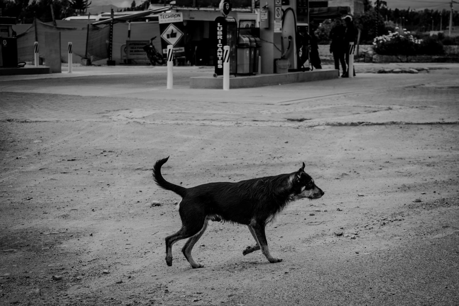 Fotografía en blanco y negro de perro caminando por calle sin pavimentar en entorno urbano periférico