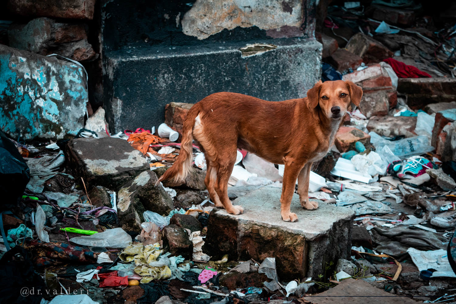Perro en entorno urbano de Siloé, Cali, Colombia, que refleja la vida cotidiana del barrio y sus condiciones sociales, documentado mediante fotografía documental.