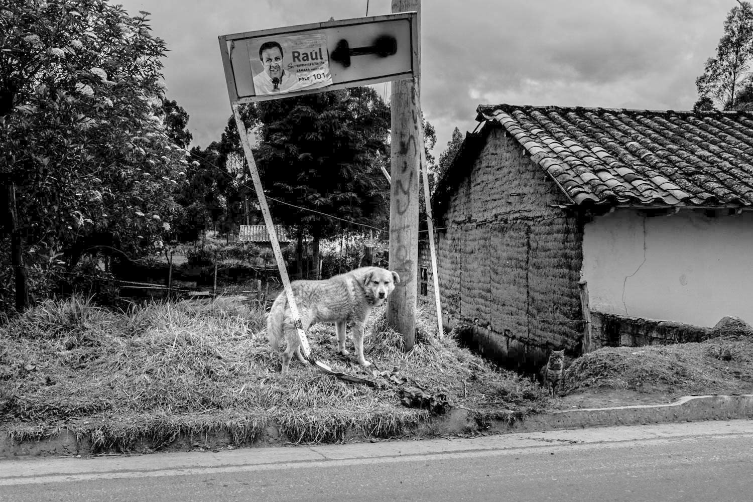 Fotografía en blanco y negro de perro frente a valla política deteriorada y vivienda rural de adobe junto a carretera