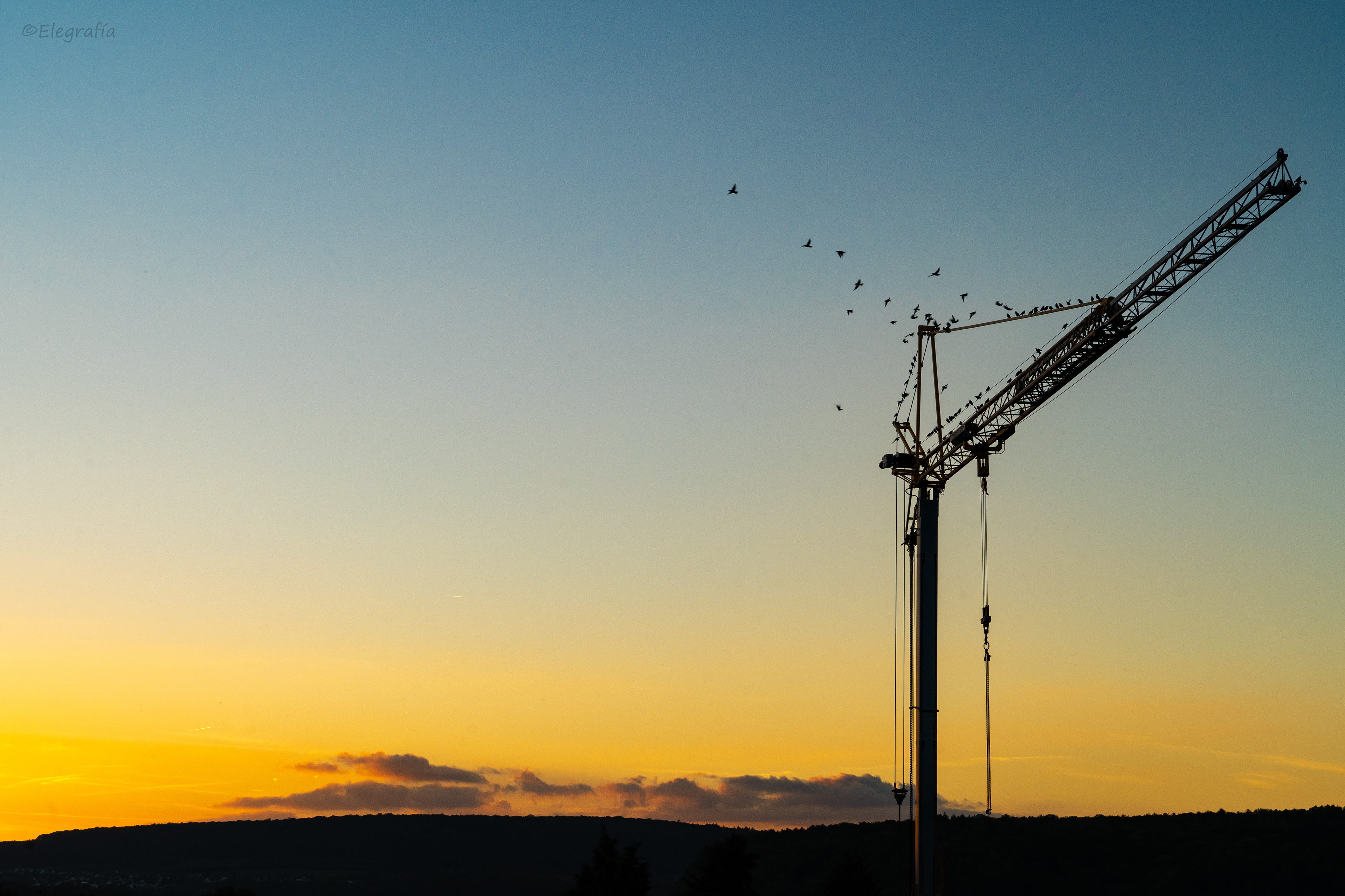Sunset Birds