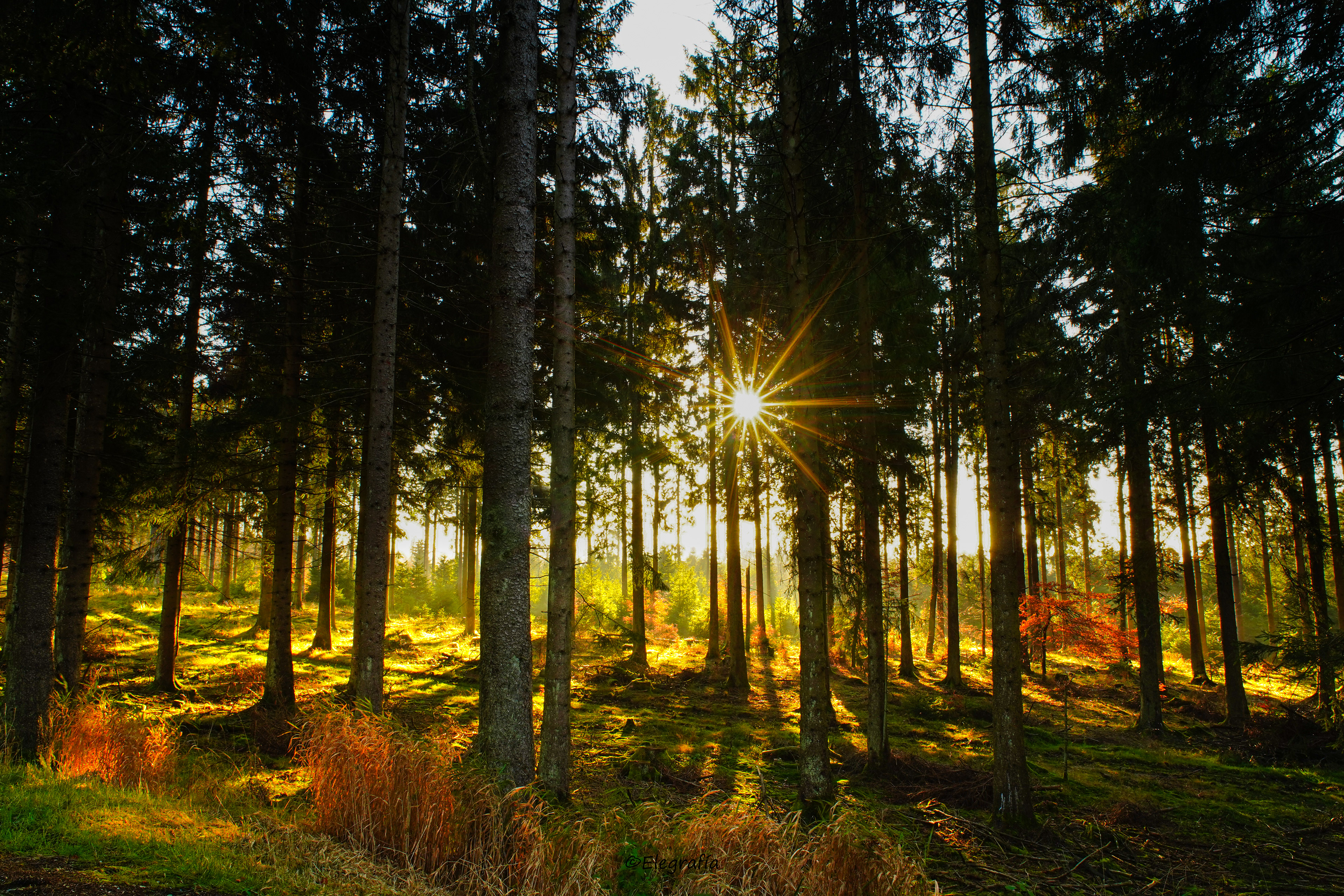 Sunrise between Trees
